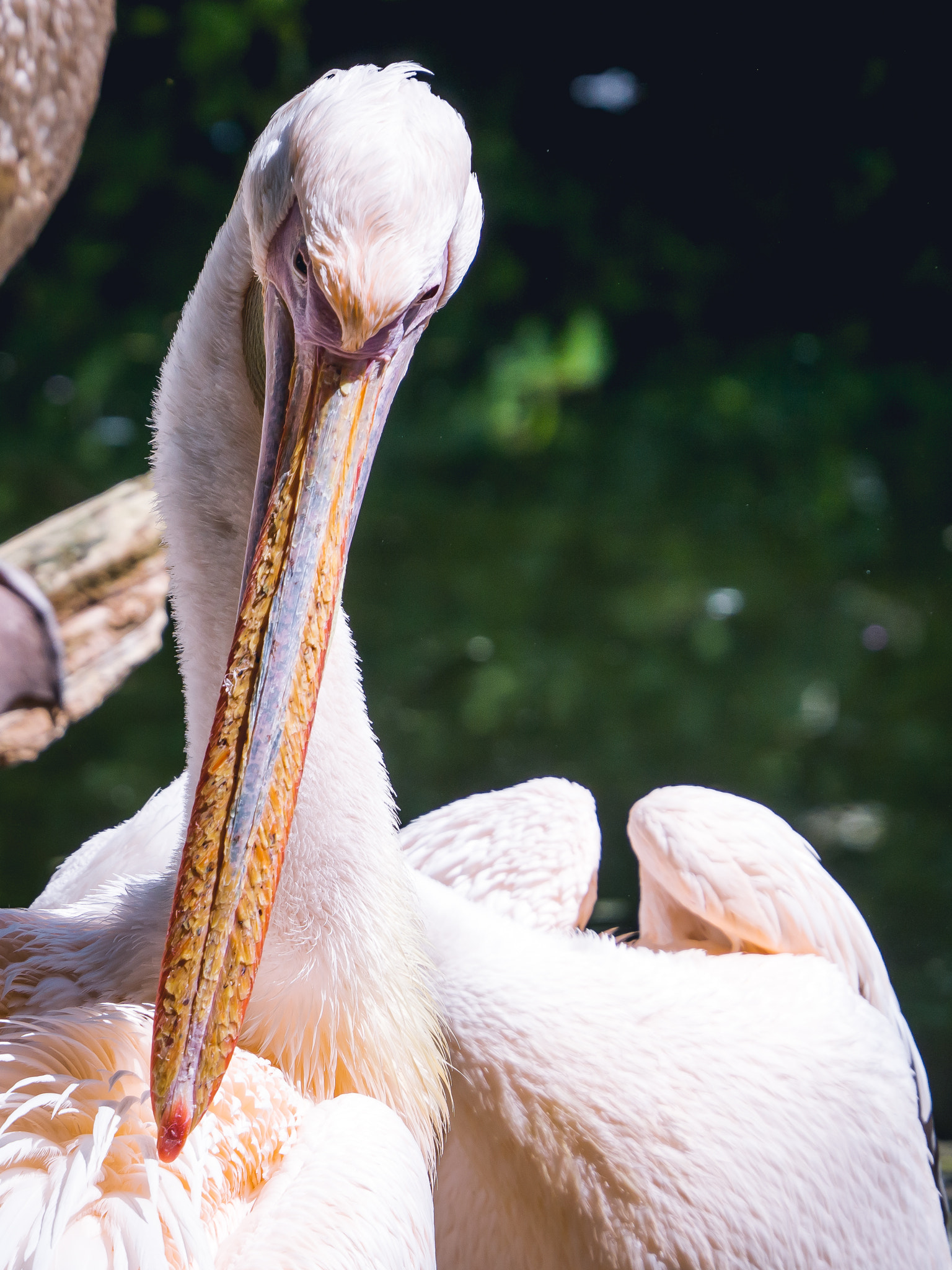 Olympus OM-D E-M10 II sample photo. Pelican photography