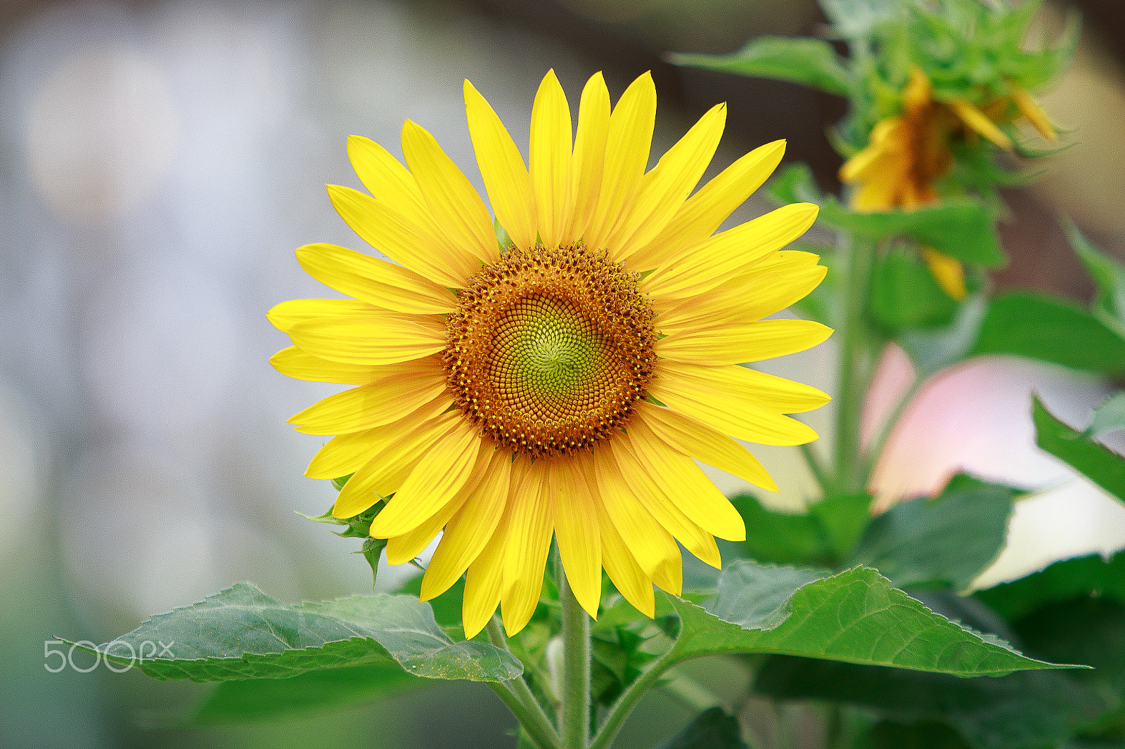 Canon EF 70-200mm F2.8L USM sample photo. Sunflower photography