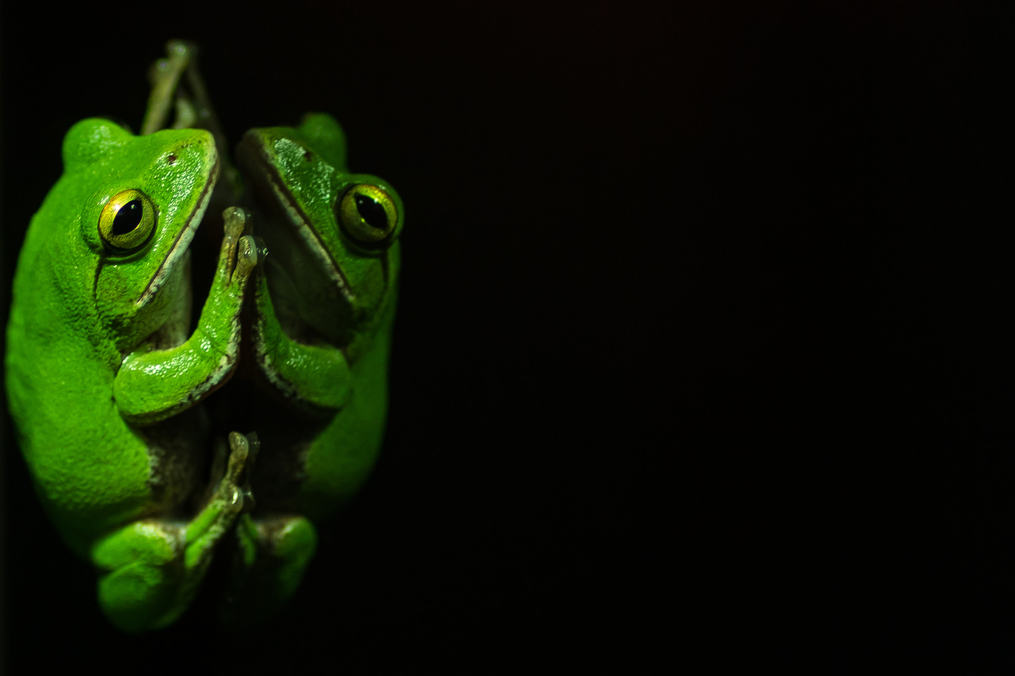 Canon EOS M2 + Tamron SP AF 90mm F2.8 Di Macro sample photo. Frog photography