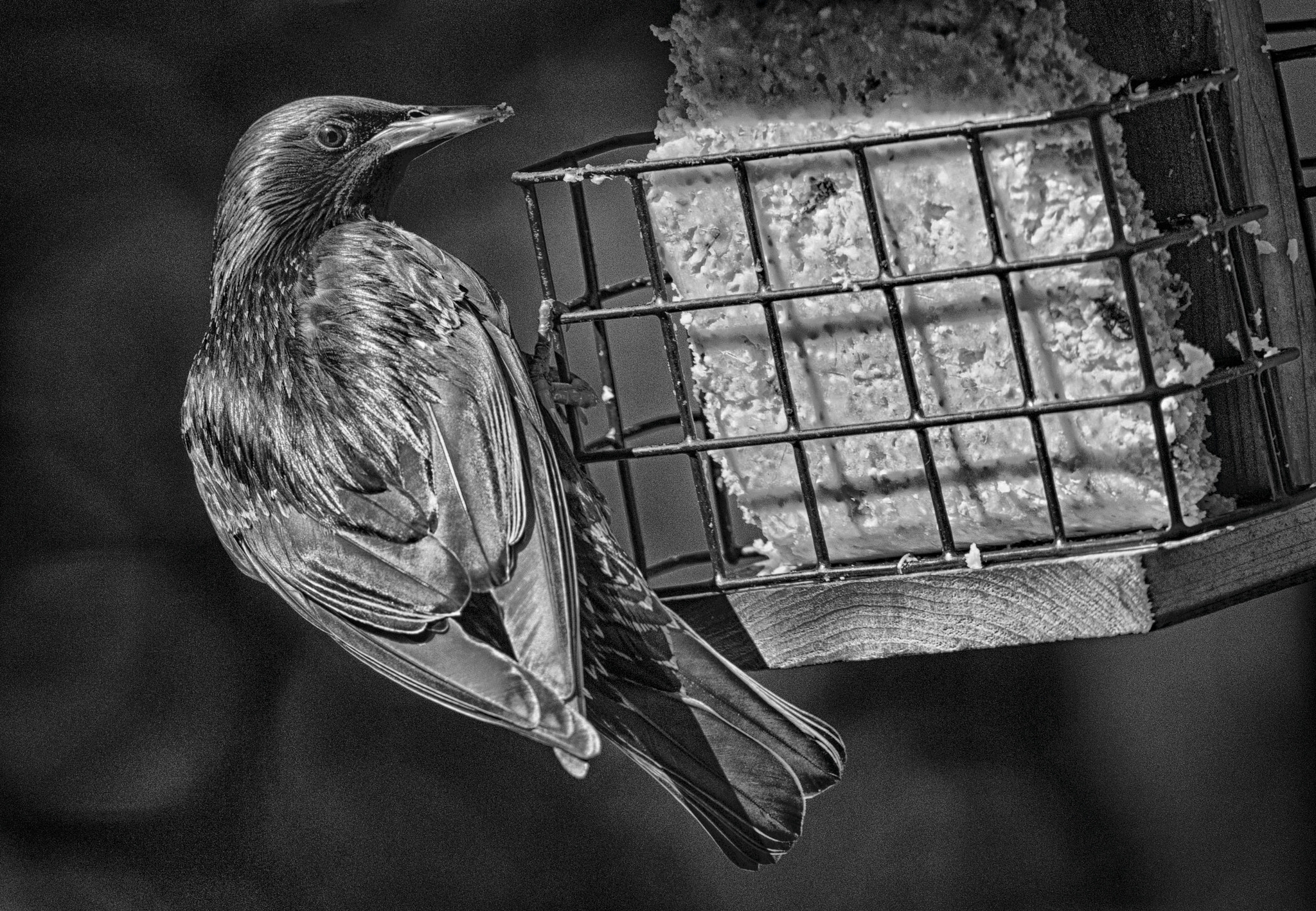 Canon EF 300mm F2.8L IS USM sample photo. A black bird in b&w. photography