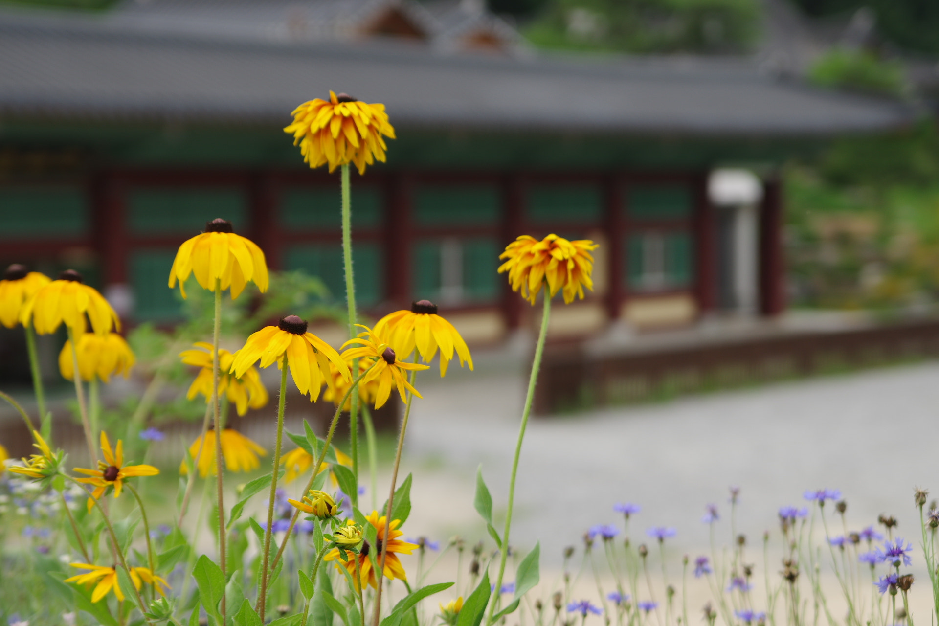 Pentax K-3 + Tamron AF 28-75mm F2.8 XR Di LD Aspherical (IF) sample photo. Summer  photography