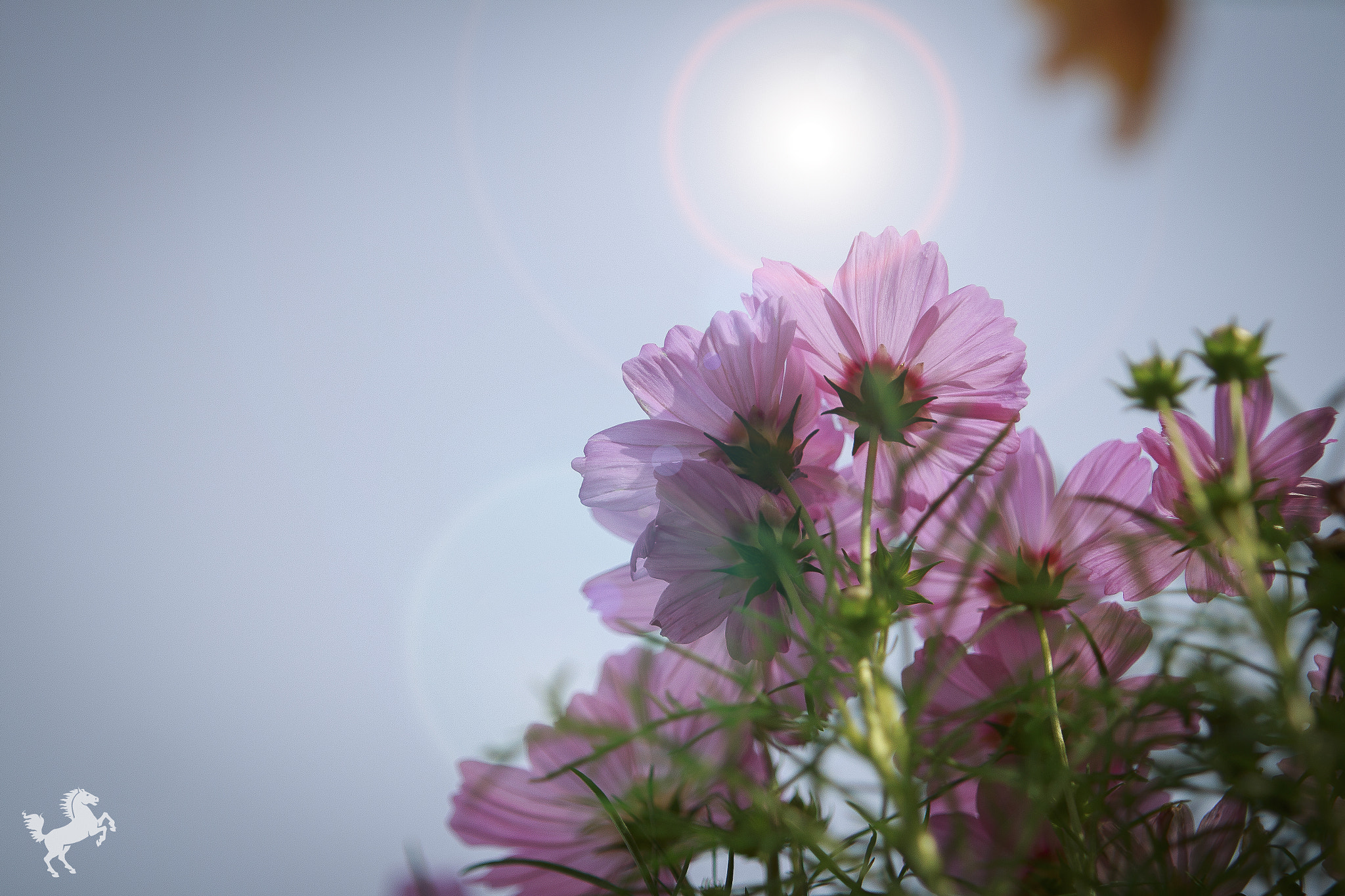 Canon EF 70-200mm F2.8L USM sample photo. Cosmos photography
