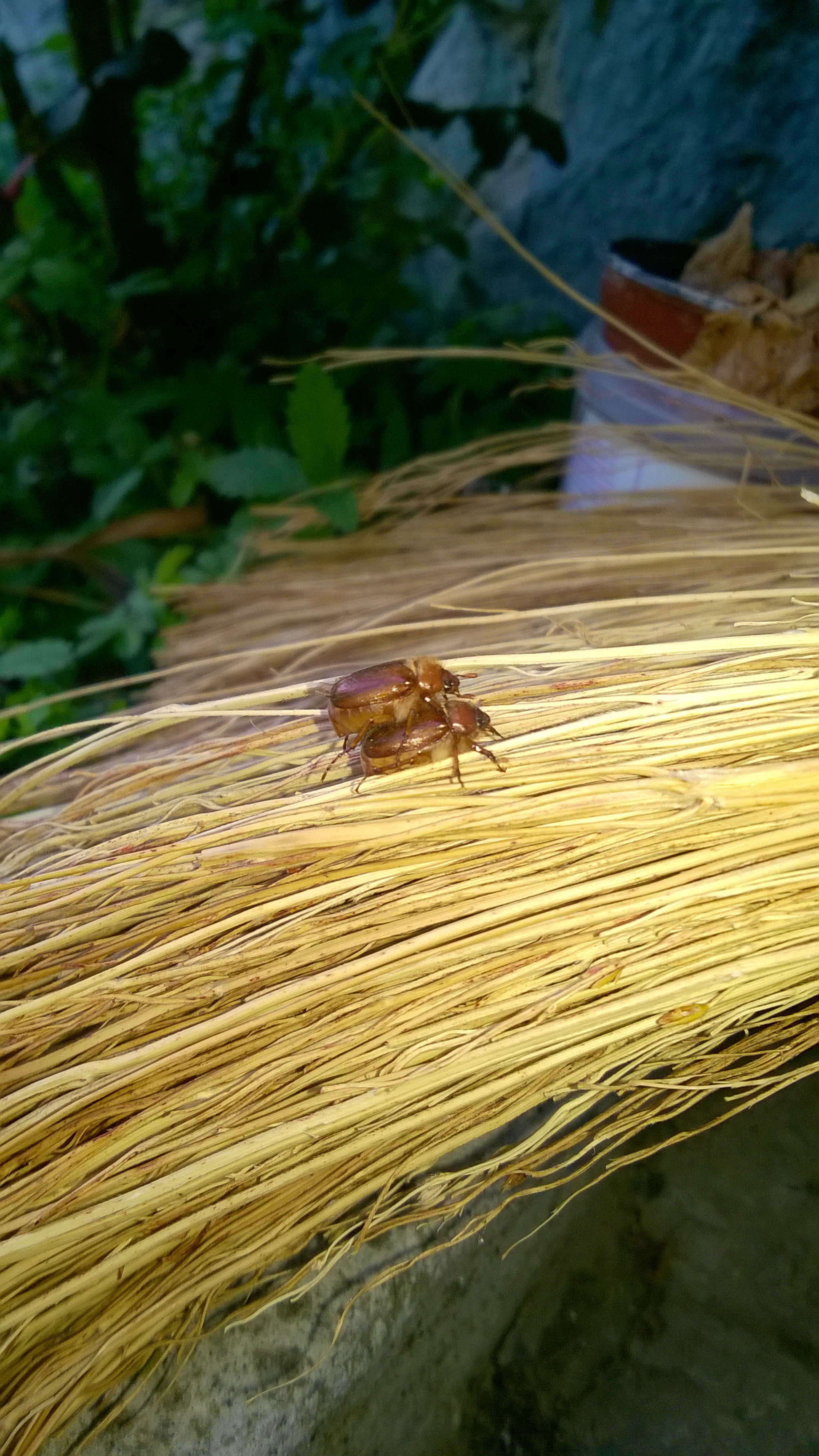 Nokia Lumia 730 Dual SIM sample photo. Love bugs photography