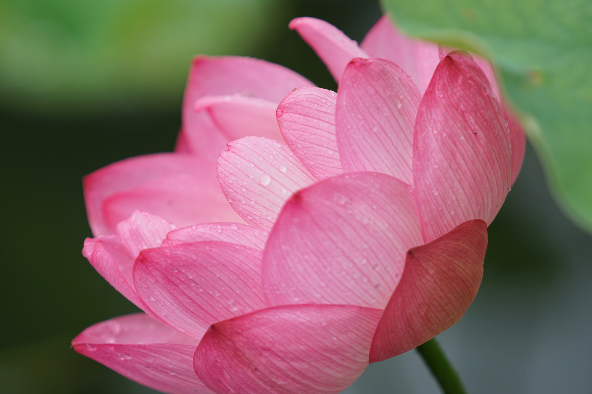 Sony a6300 + Sony FE 70-200mm F4 G OSS sample photo. Lotus photography