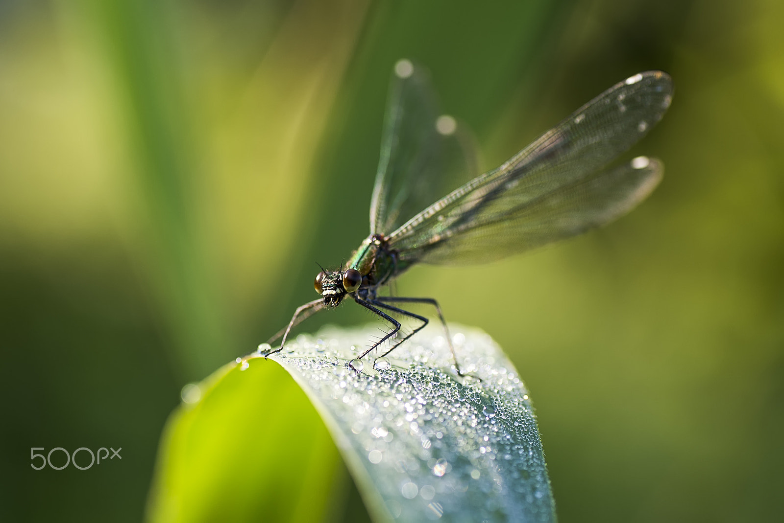 Nikon D600 sample photo. Odonata photography