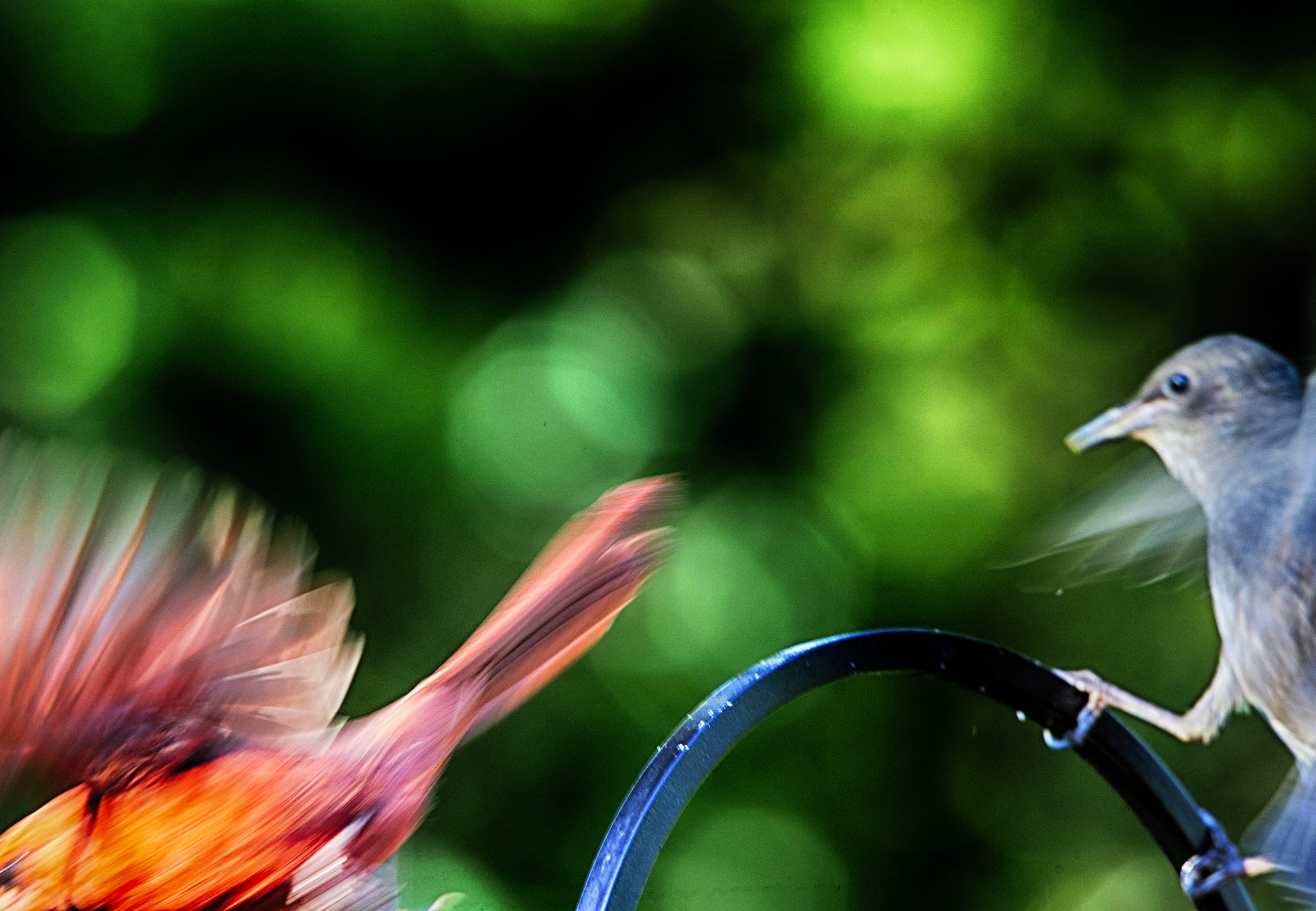 Canon EF 300mm F2.8L IS USM sample photo. Blurred and vivid photography