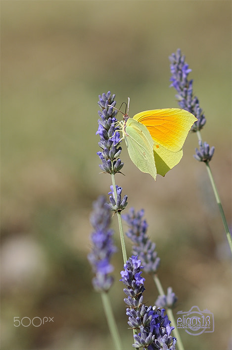 Nikon D300S + Nikon AF-S Nikkor 85mm F1.8G sample photo. Yellow butterfly photography