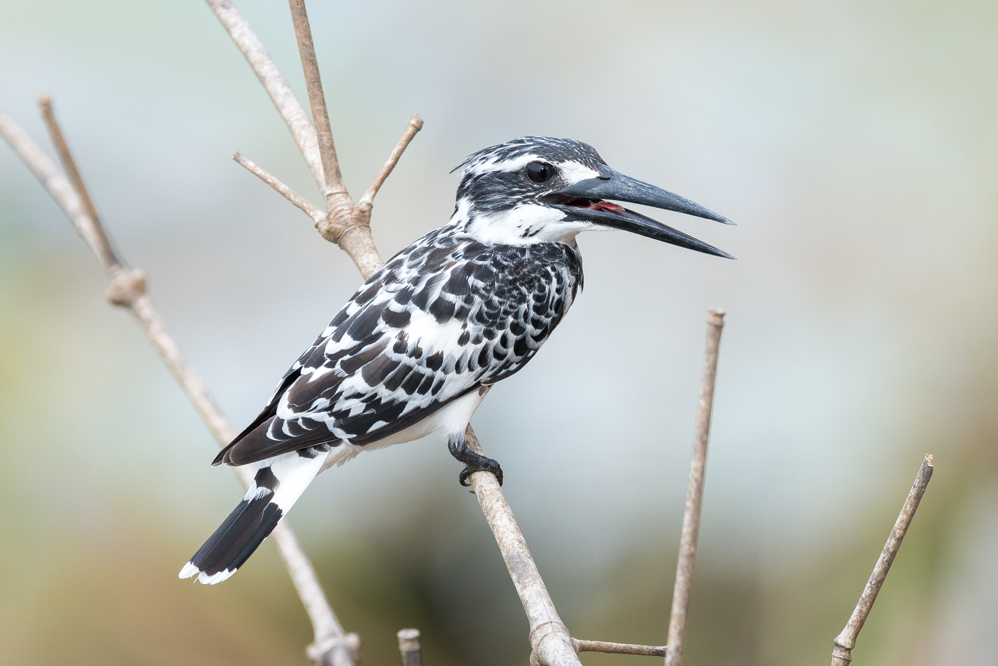 Nikon AF-S Nikkor 600mm F4E FL ED VR sample photo. Pied kingfisher photography