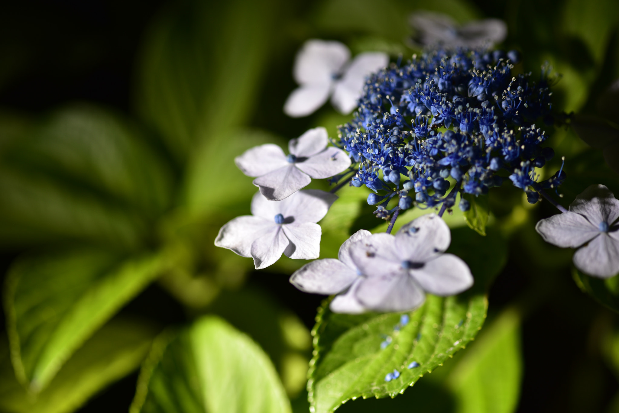 ZEISS Milvus 100mm F2 Macro sample photo. Untitled photography