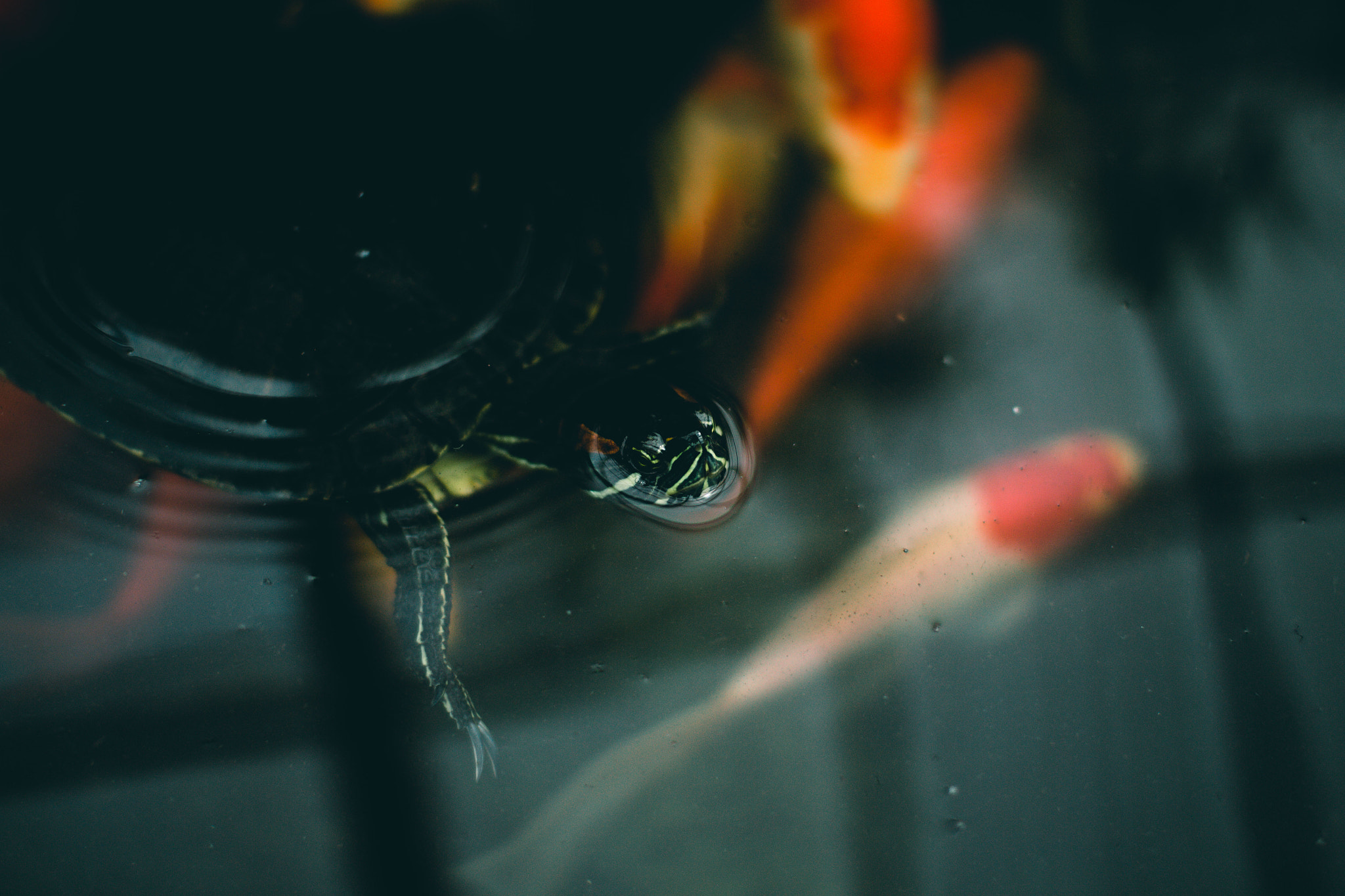 Sigma 30mm F1.4 EX DC HSM sample photo. Moody turtle photography