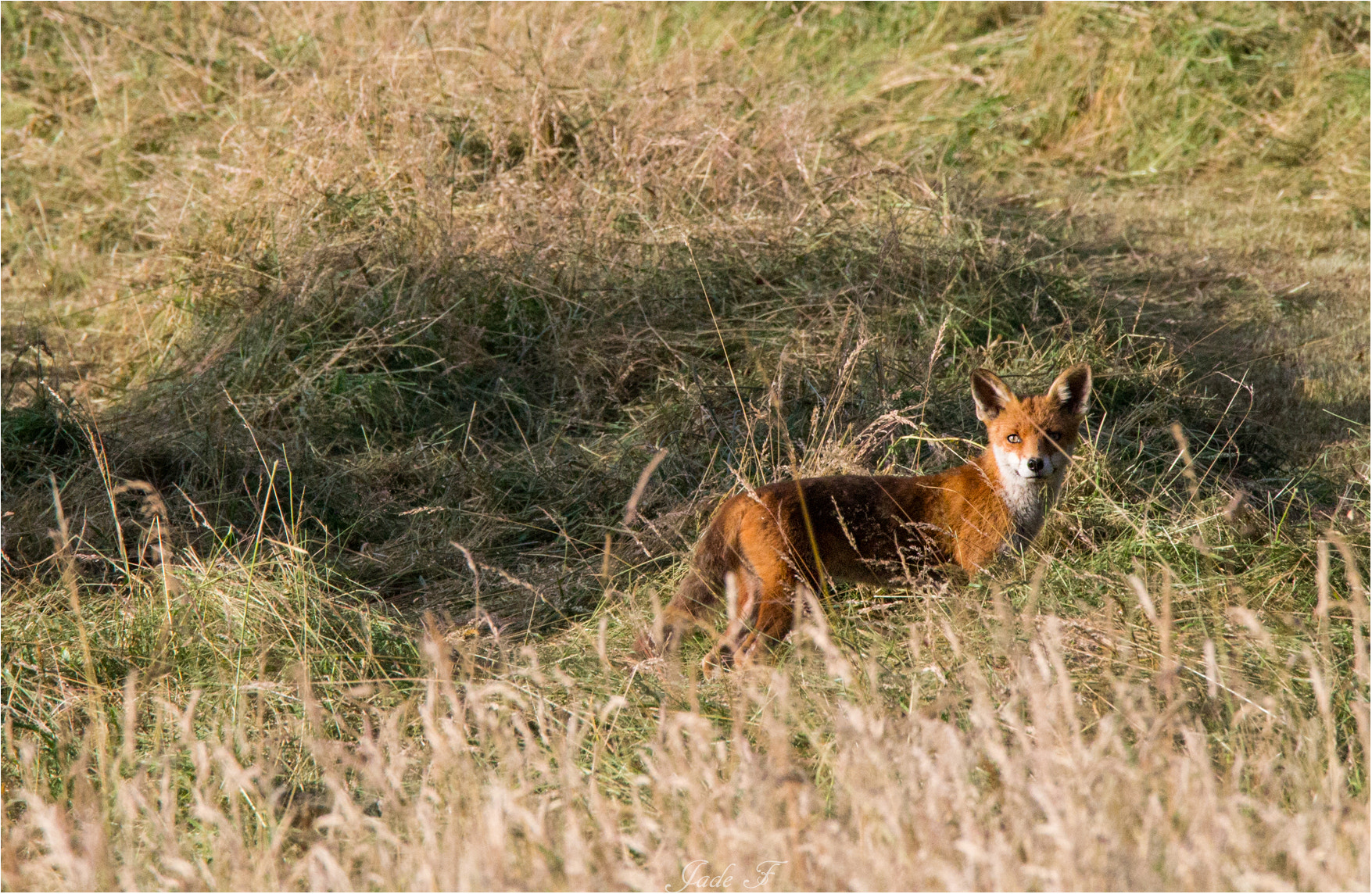 Tamron SP 150-600mm F5-6.3 Di VC USD sample photo. Renard qui pose photography