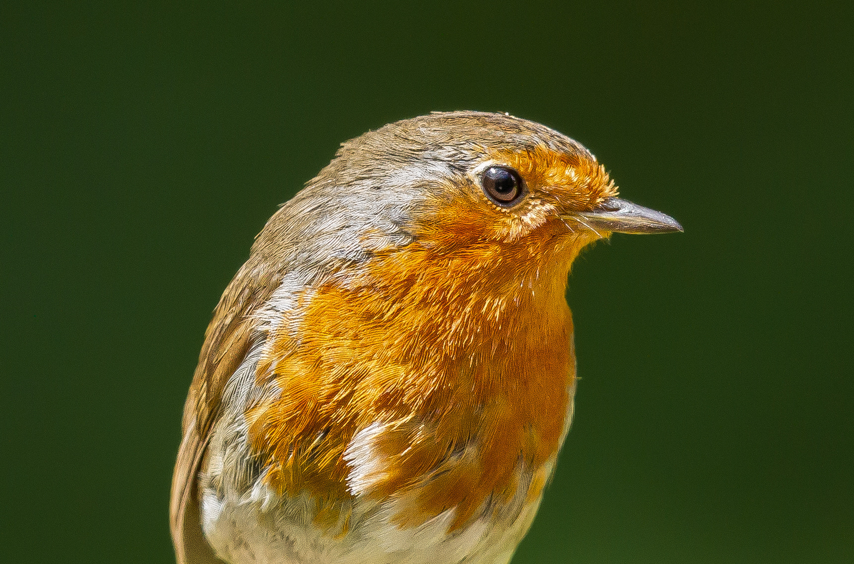 Canon EF 500mm F4L IS II USM sample photo. European robin - portrait photography