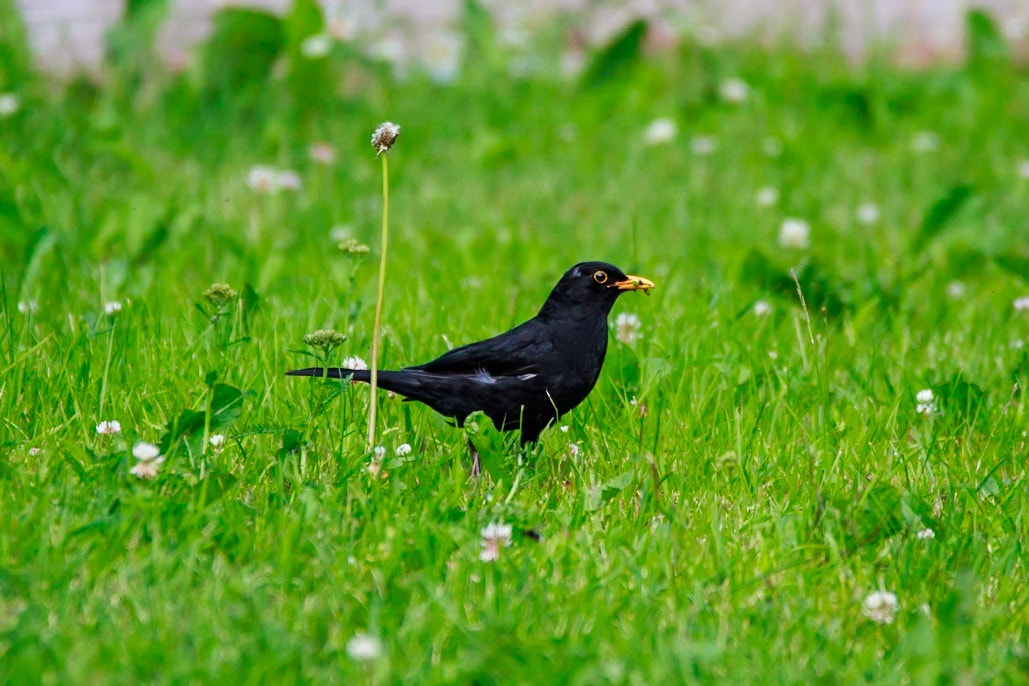 150-600mm F5-6.3 DG OS HSM | Contemporary 015 sample photo. Blackbird photography