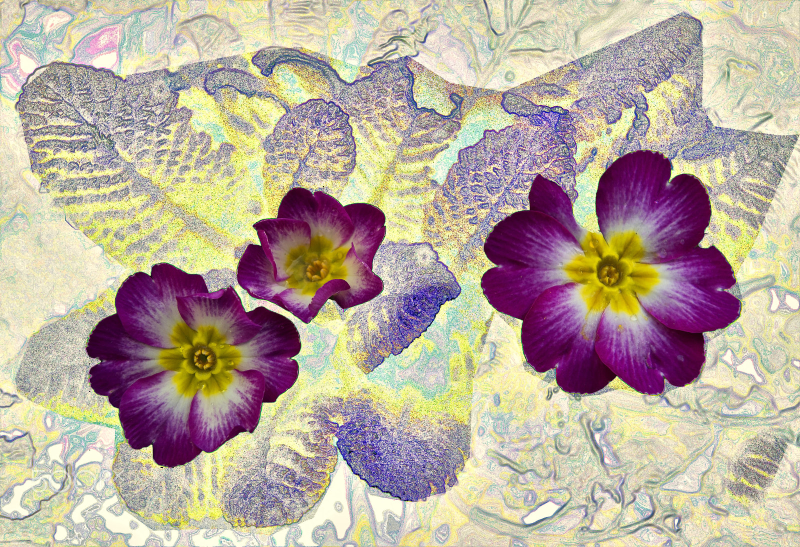 Nikon AF-S Micro-Nikkor 60mm F2.8G ED sample photo. Çuha çiçeği (primulaceae) photography