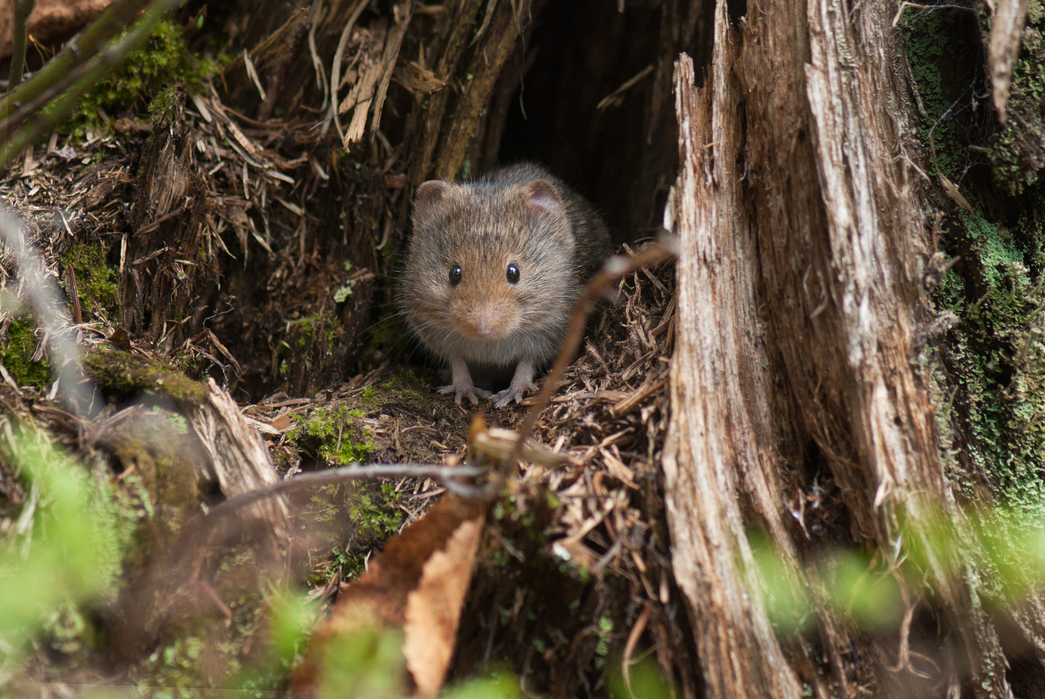 Nikon AF-S Micro-Nikkor 105mm F2.8G IF-ED VR sample photo. Come out, come out photography