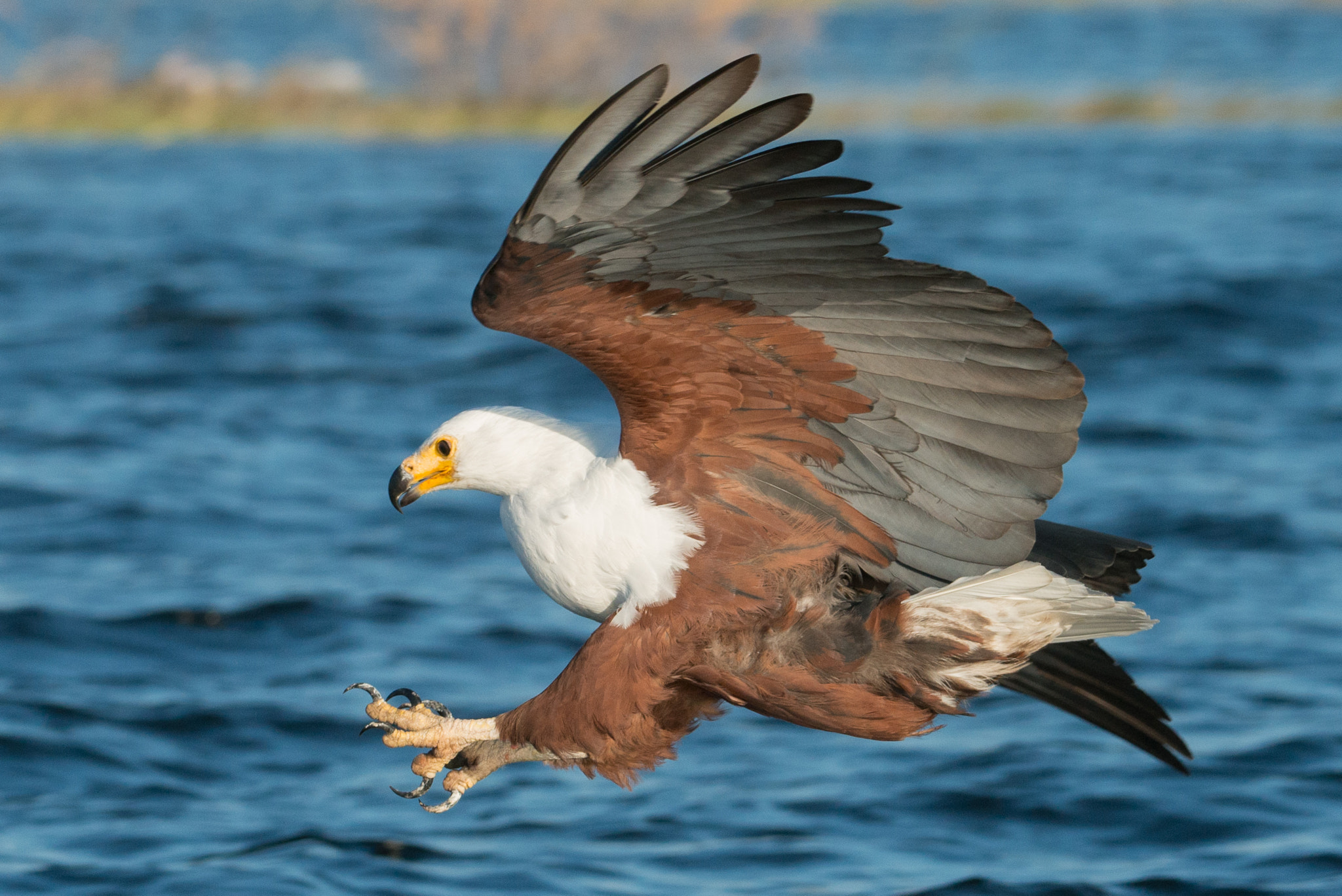 Nikon AF-S Nikkor 200-400mm F4G ED-IF VR sample photo. African fish eagle photography