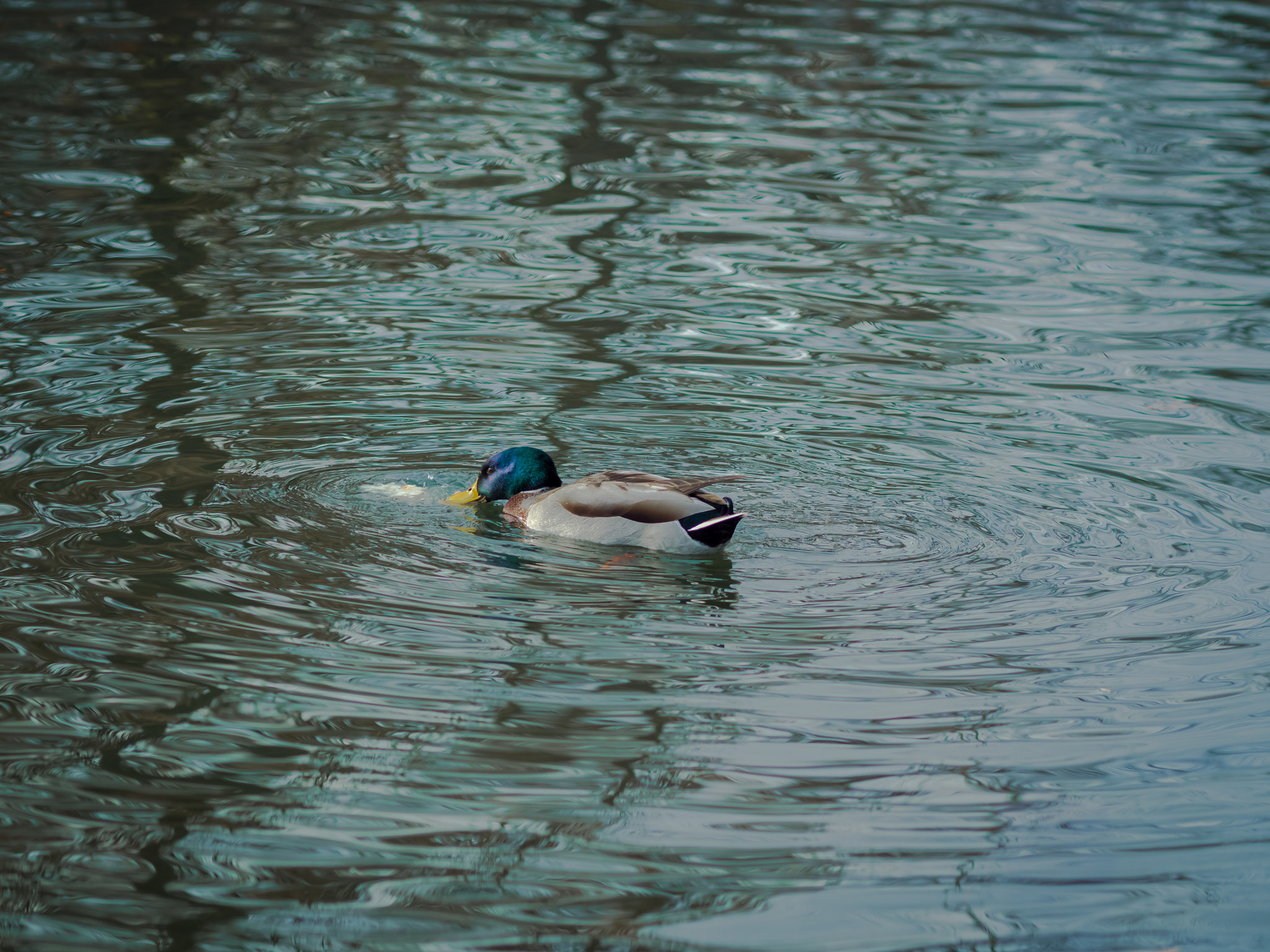 Olympus OM-D E-M5 + Olympus M.Zuiko Digital ED 75mm F1.8 sample photo. Look to the duck eyes photography