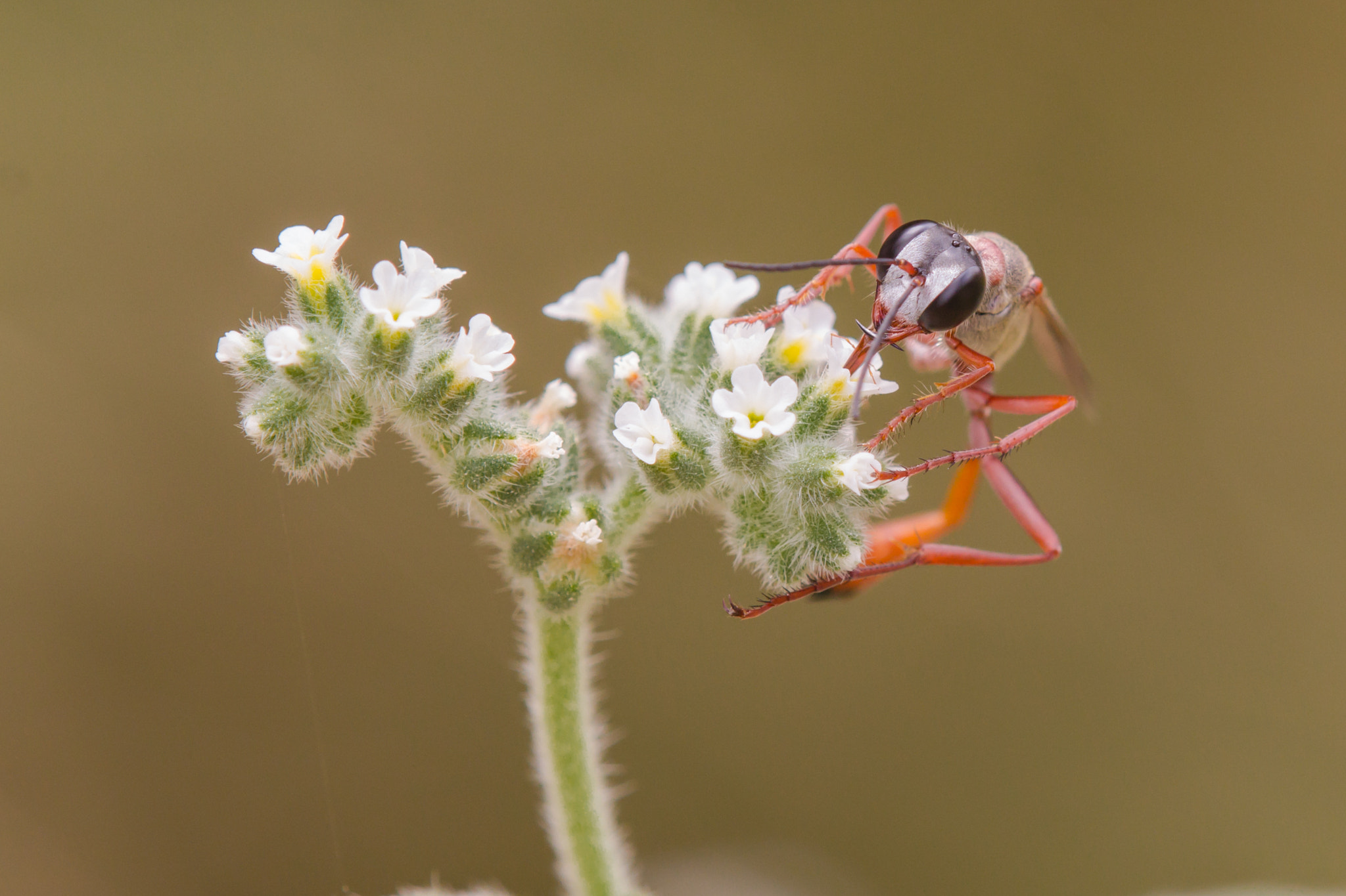 Canon EOS 60D + Tamron SP AF 180mm F3.5 Di LD (IF) Macro sample photo. Ammophila photography