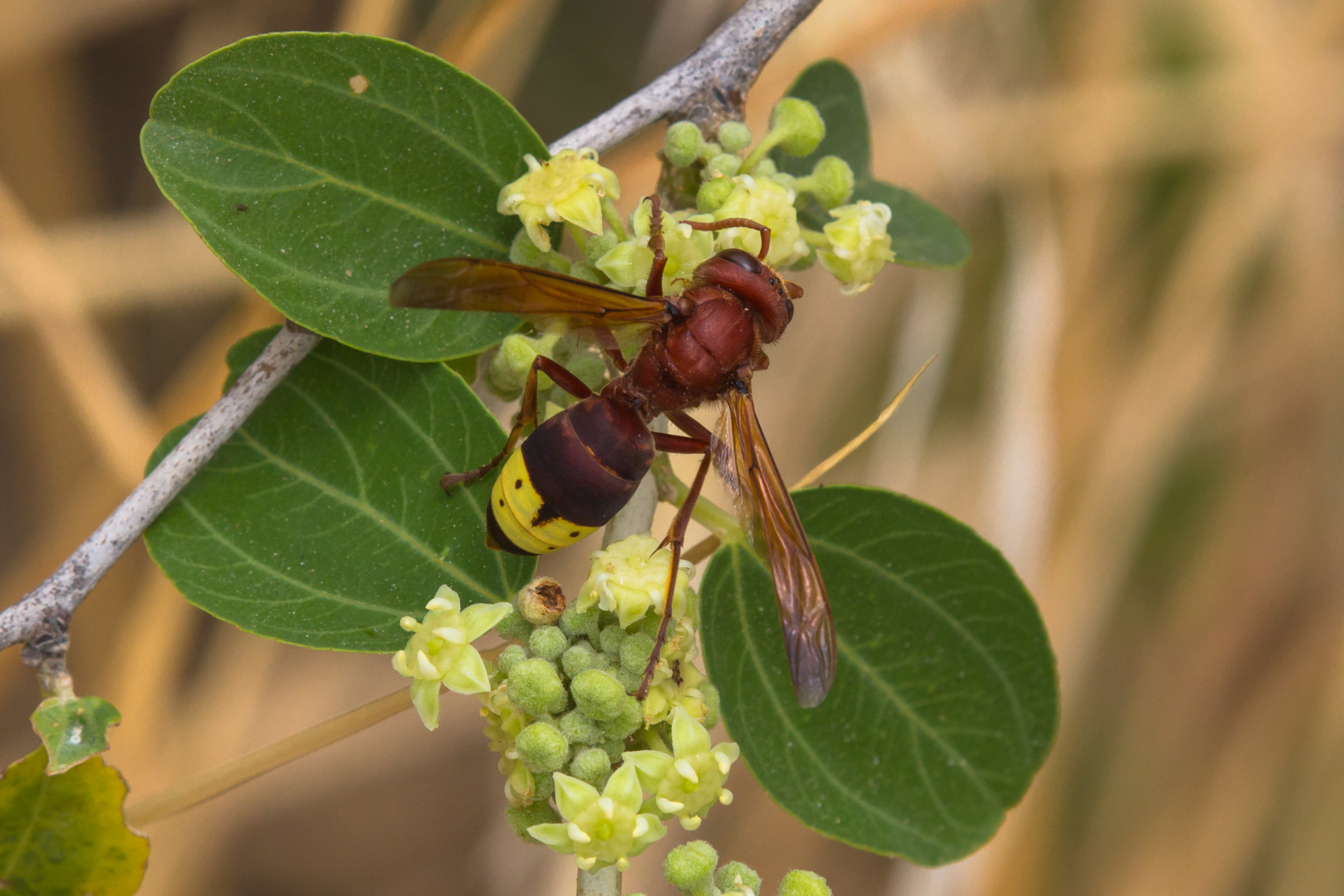 Canon EOS 60D + Tamron SP AF 180mm F3.5 Di LD (IF) Macro sample photo. Vespa photography