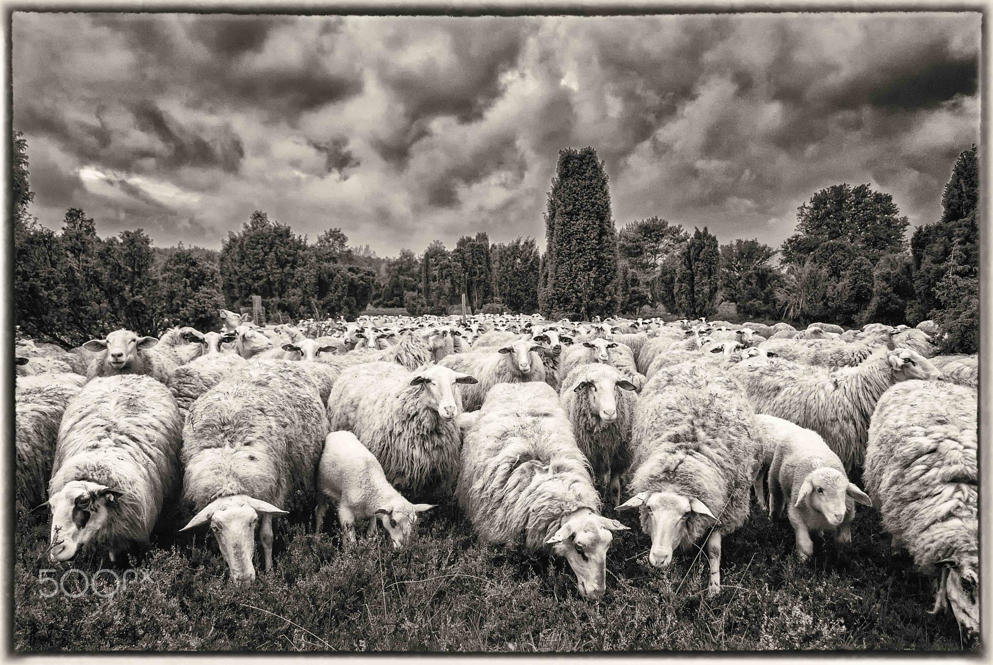 Sheepclouds