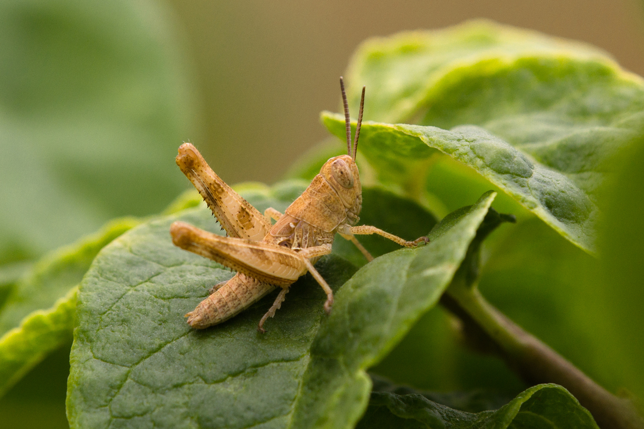 Tamron SP AF 180mm F3.5 Di LD (IF) Macro sample photo. Grasshopper nymph photography