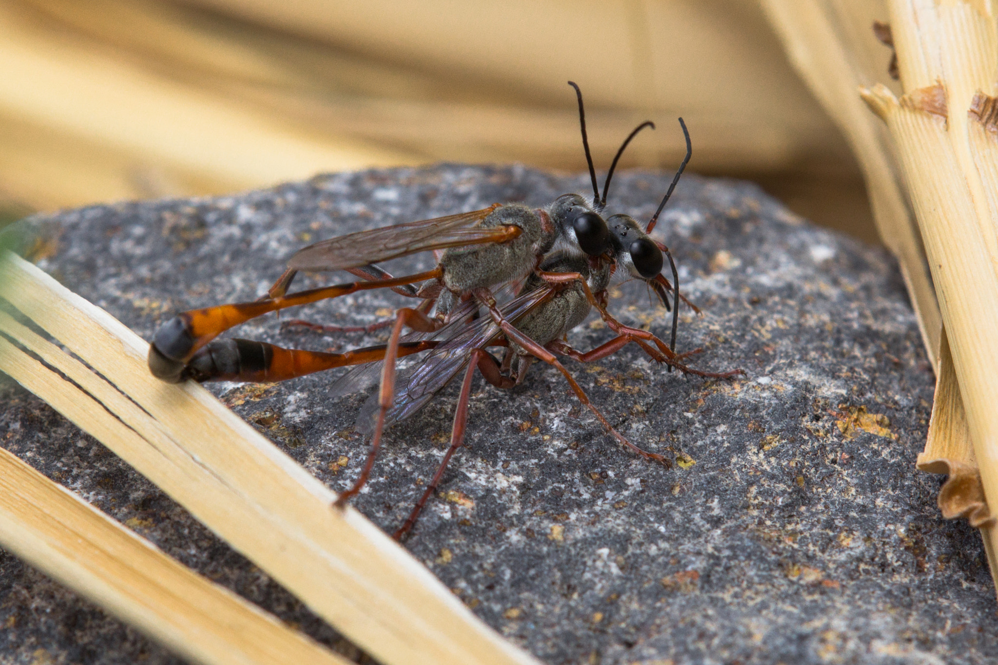 Tamron SP AF 180mm F3.5 Di LD (IF) Macro sample photo. Ammophilas mating photography