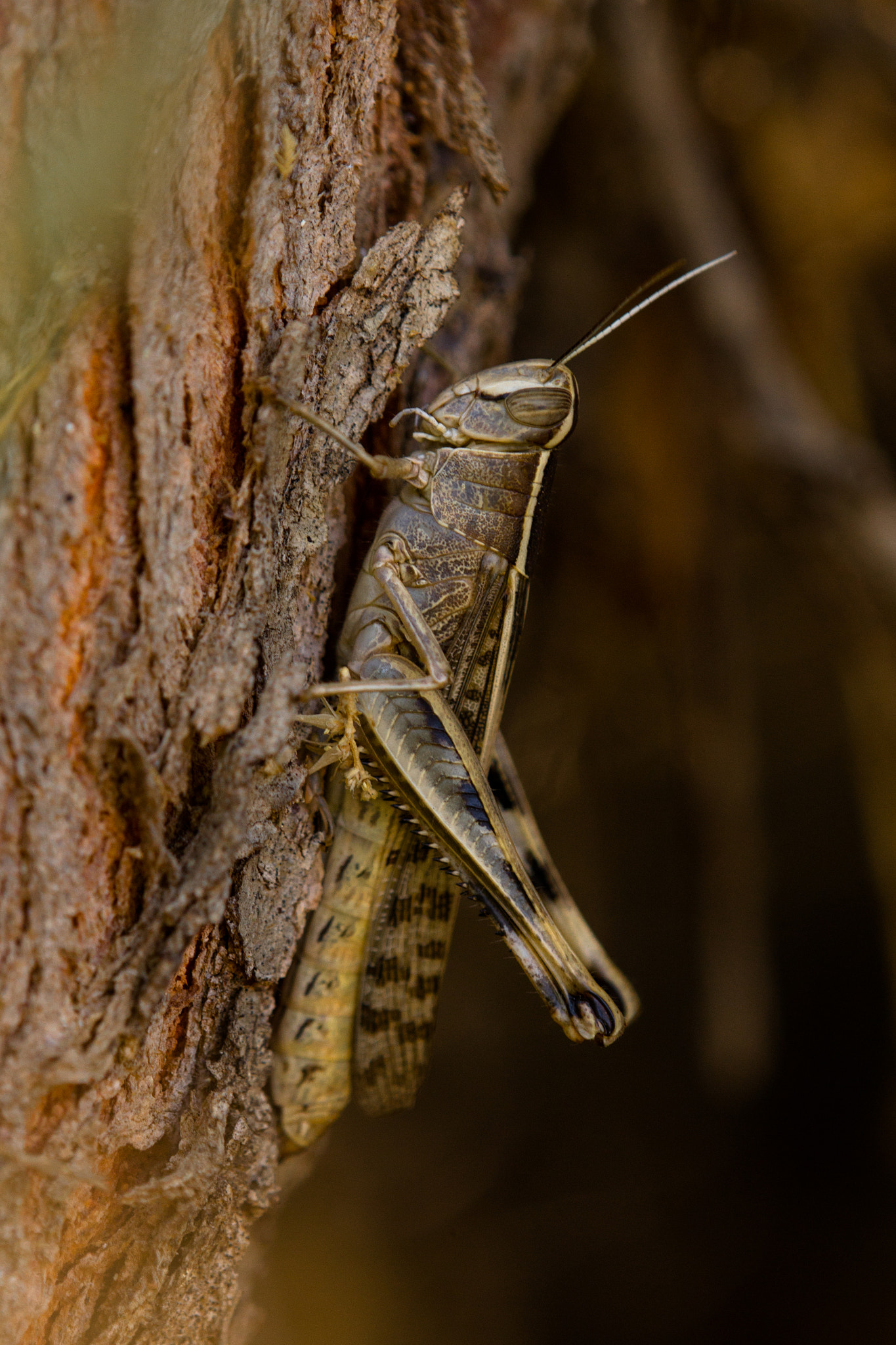 Canon EOS 60D + Tamron SP AF 180mm F3.5 Di LD (IF) Macro sample photo. Grasshopper photography