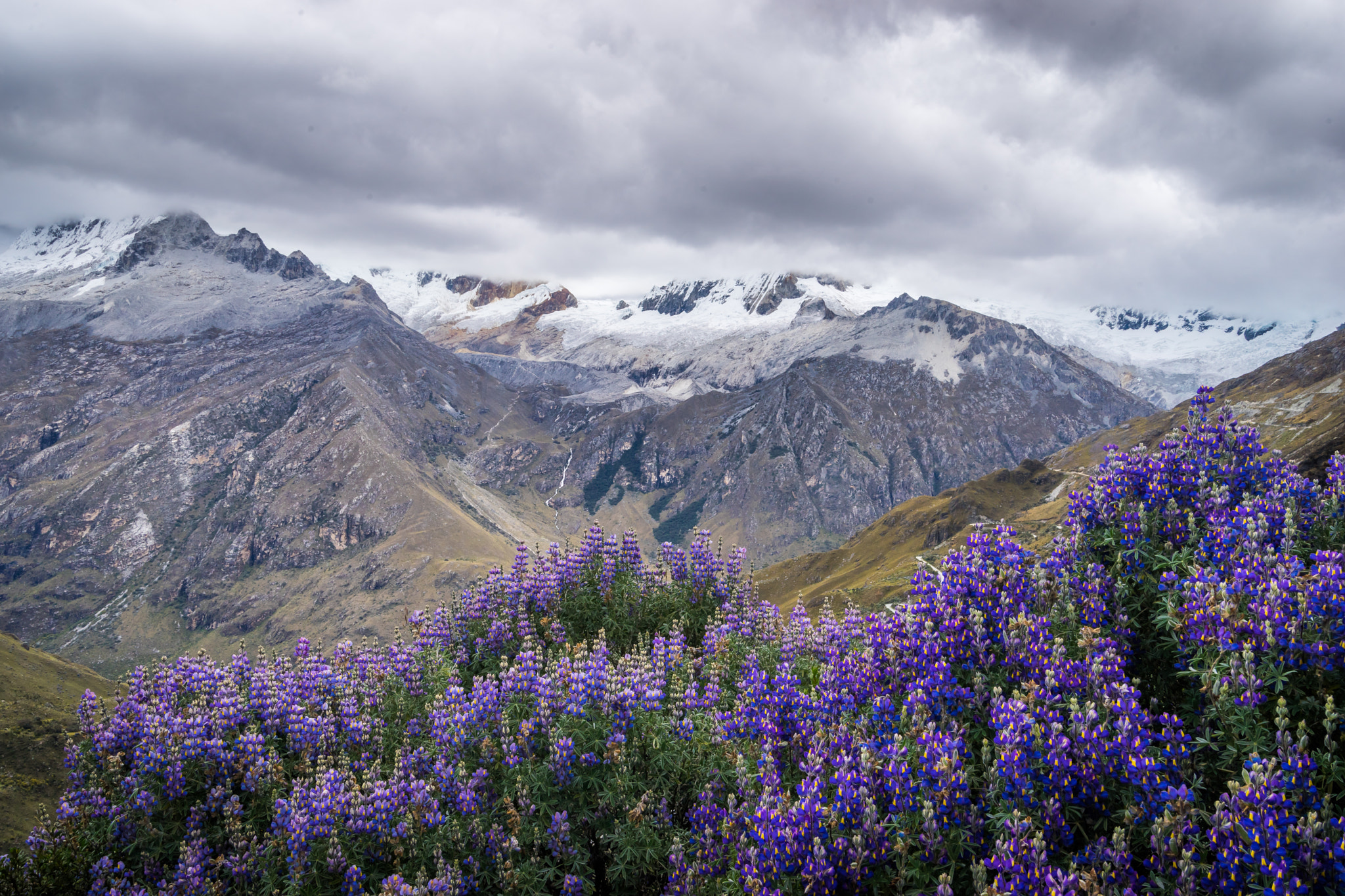 Sony a7 II + Tamron SP 24-70mm F2.8 Di VC USD sample photo. Flowery andes photography