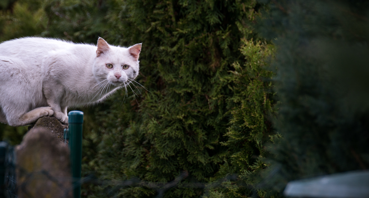 Tamron SP 70-300mm F4-5.6 Di USD sample photo. Nachbars katze photography