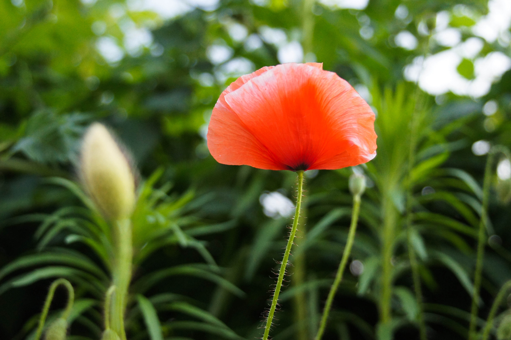 Sony E 18-200mm F3.5-6.3 OSS sample photo. Mom's favorite flower photography