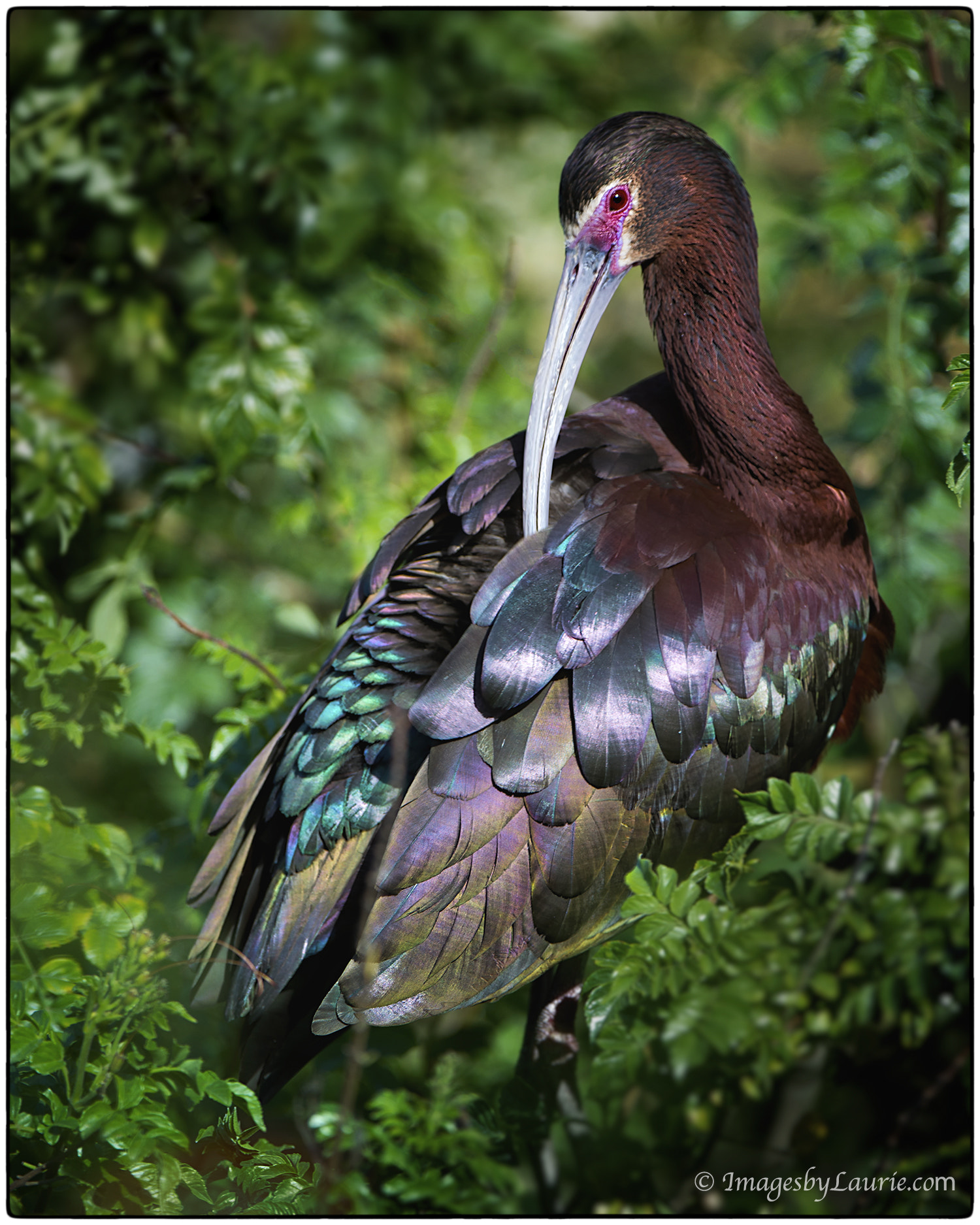Nikon AF-S Nikkor 200-400mm F4G ED-IF VR sample photo. Shine on © laurie rubin photography