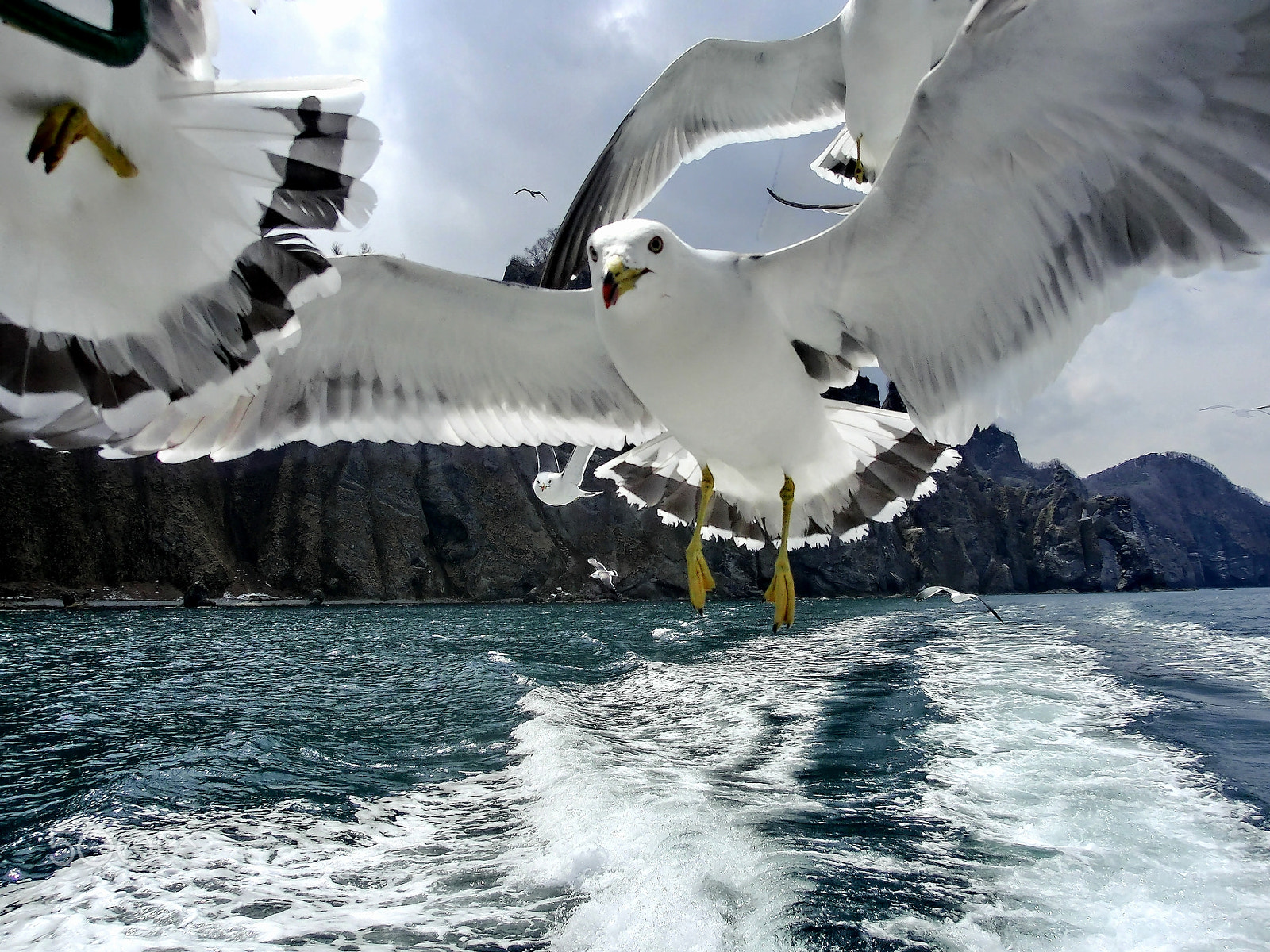 CASIO EX-ZR100 sample photo. Seagull? white crow? photography