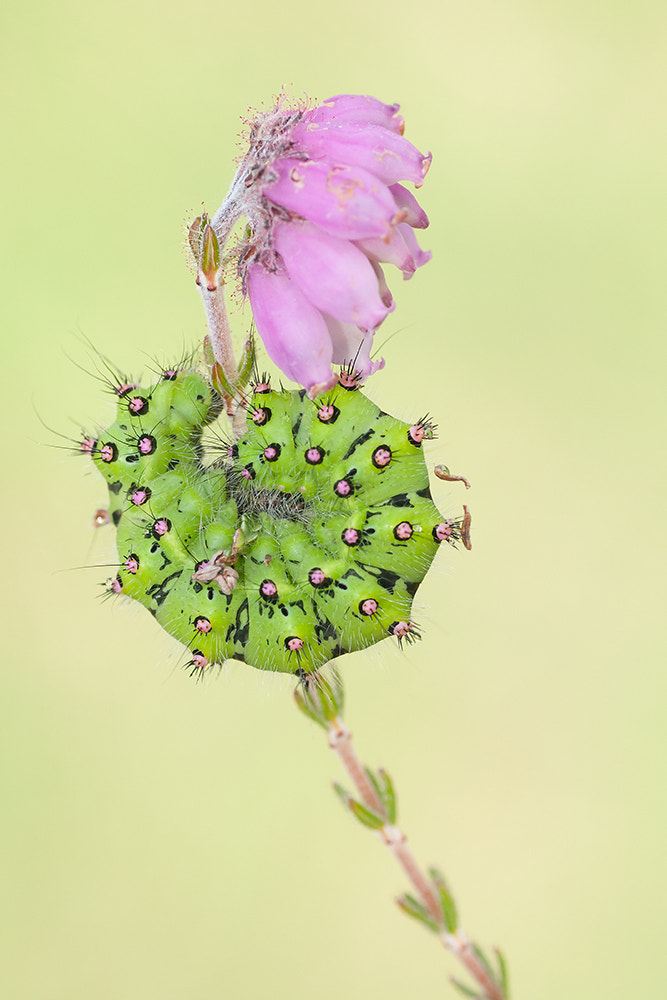 Sony Alpha DSLR-A700 + Tamron SP AF 90mm F2.8 Di Macro sample photo. Green and pink together! photography