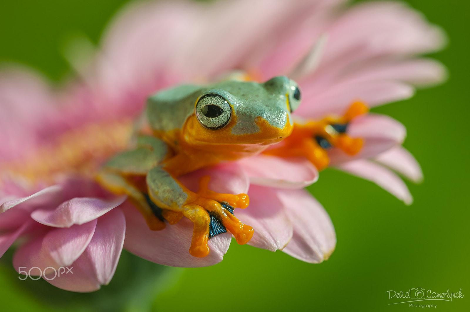 Sigma APO Macro 180mm F3.5 EX DG HSM sample photo. Pastel colors photography