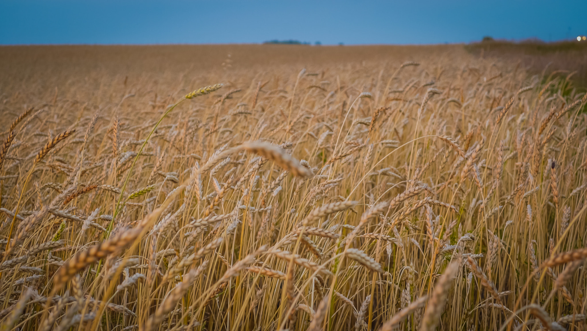 Panasonic Lumix DMC-GF5 sample photo. Field at sunset photography