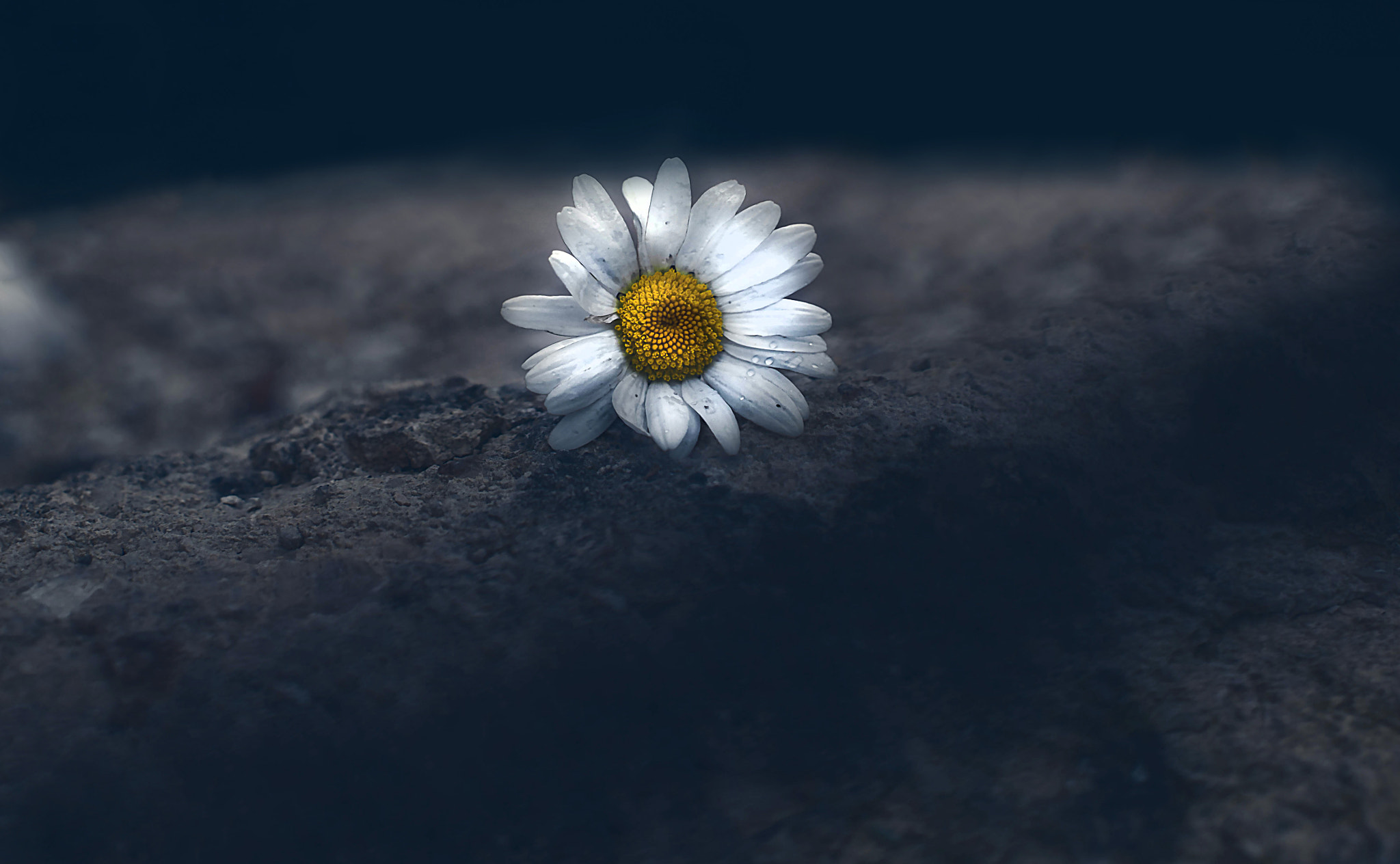 Panasonic Lumix DMC-GF6 + Sigma 30mm F2.8 DN Art sample photo. Daisy photography