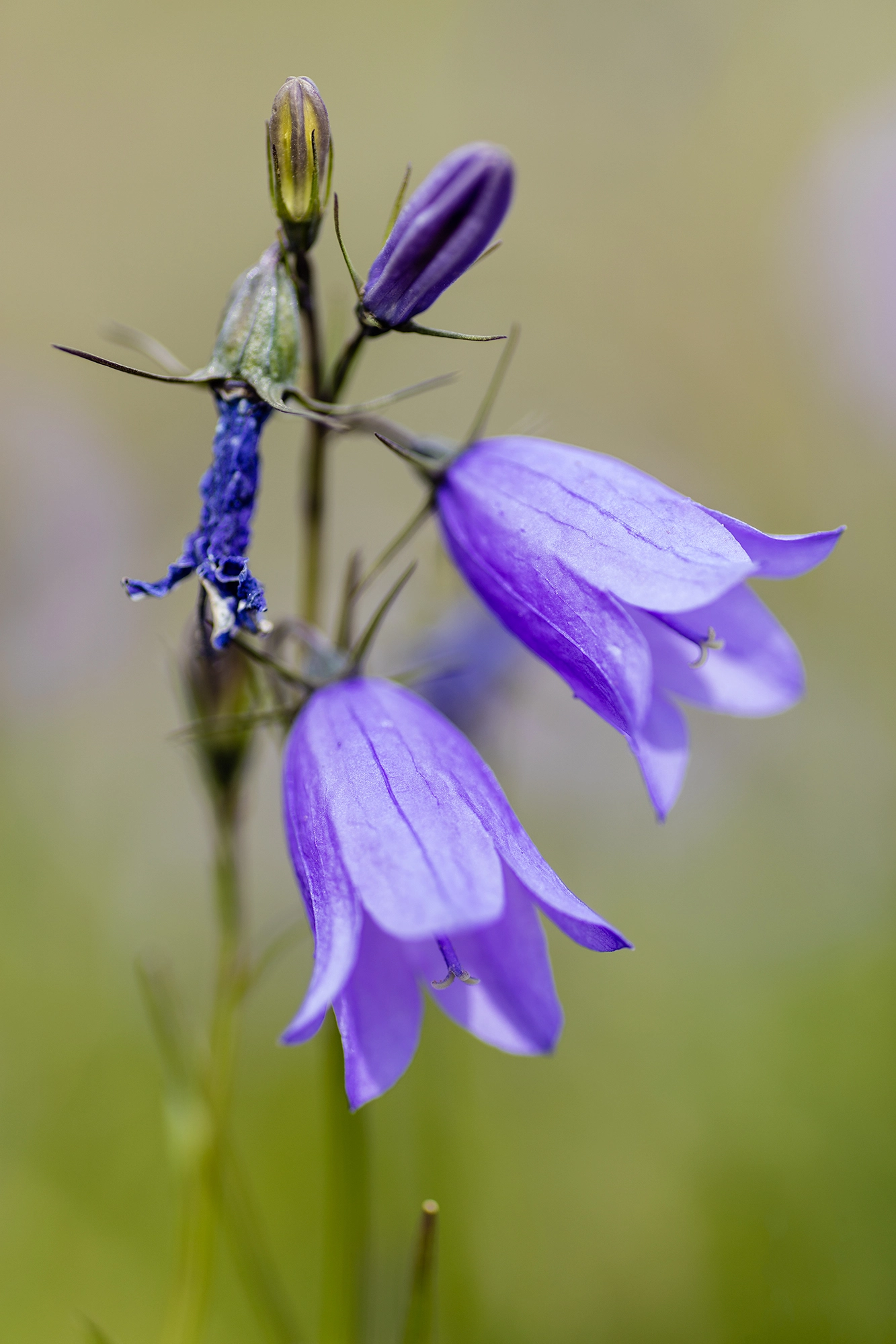 Canon EOS 5DS R + Tamron SP AF 90mm F2.8 Di Macro sample photo. Common harebell photography