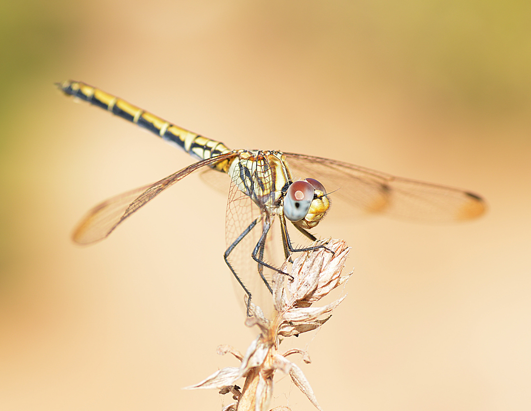 Nikon D800E sample photo. Dragonfly photography