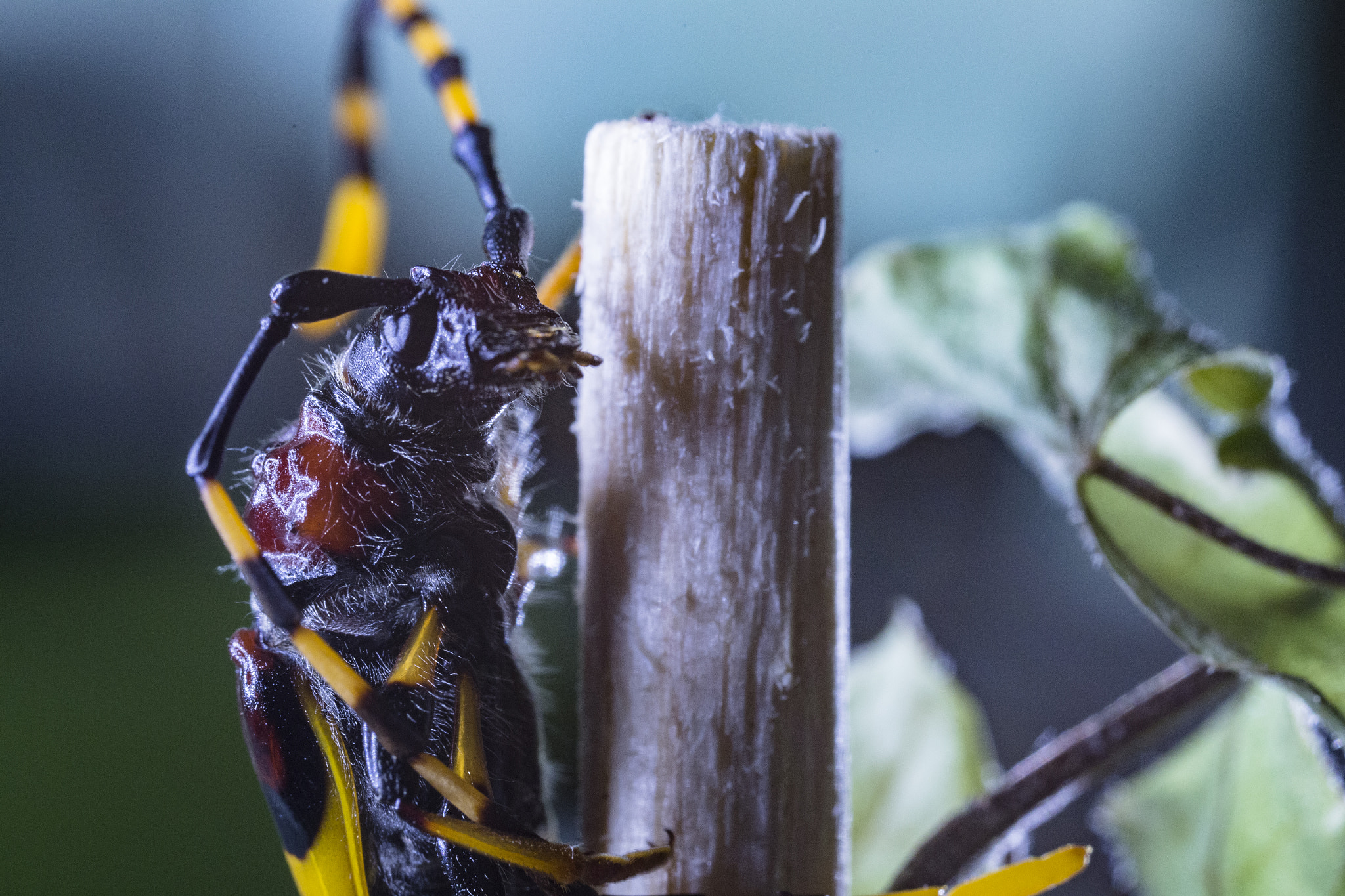 Canon MP-E 65mm F2.5 1-5x Macro Photo sample photo. Colorful insect - i see you photography