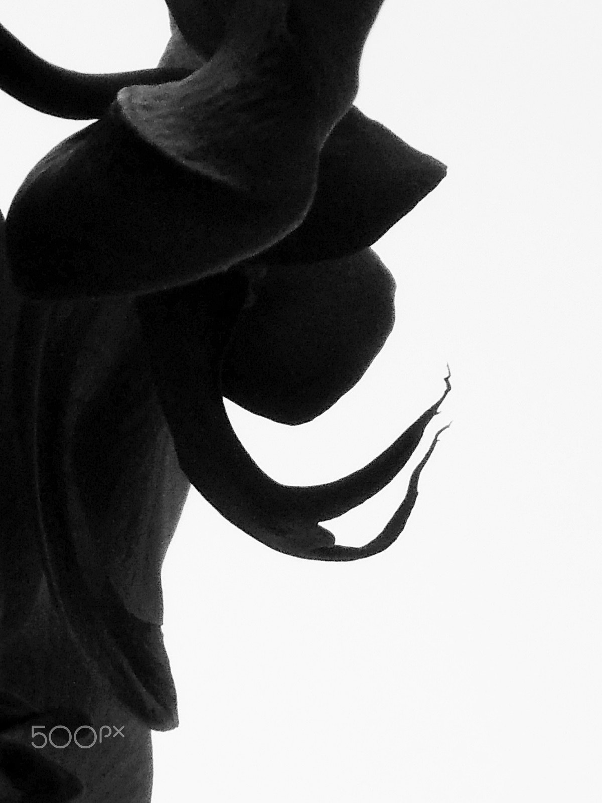 Olympus VR325,VR320,D725 sample photo. "black orchid" photography