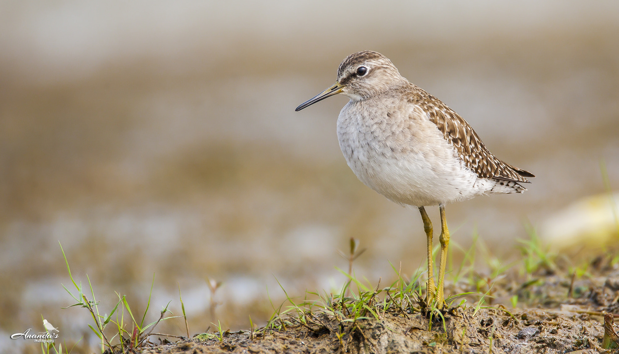 Tamron SP 150-600mm F5-6.3 Di VC USD sample photo. Wood sandpiper photography