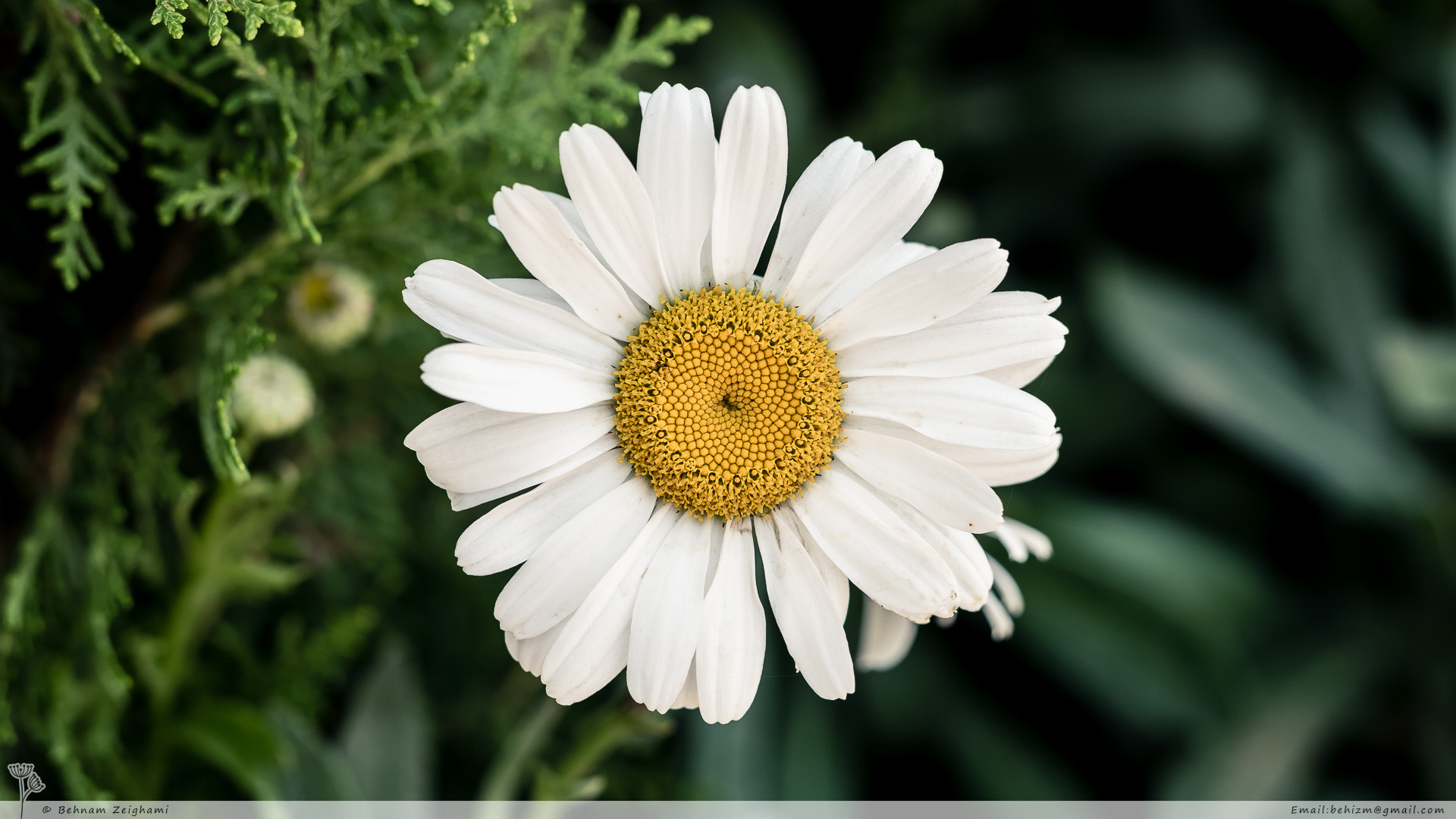 Nikon D5500 + Sigma 50mm F1.4 DG HSM Art sample photo. White flower photography