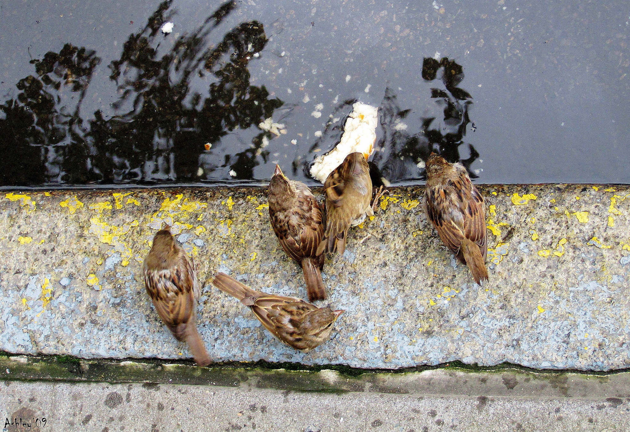 Canon PowerShot SD970 IS (Digital IXUS 990 IS / IXY Digital 830 IS) sample photo. Birds at the gutter, nyc photography