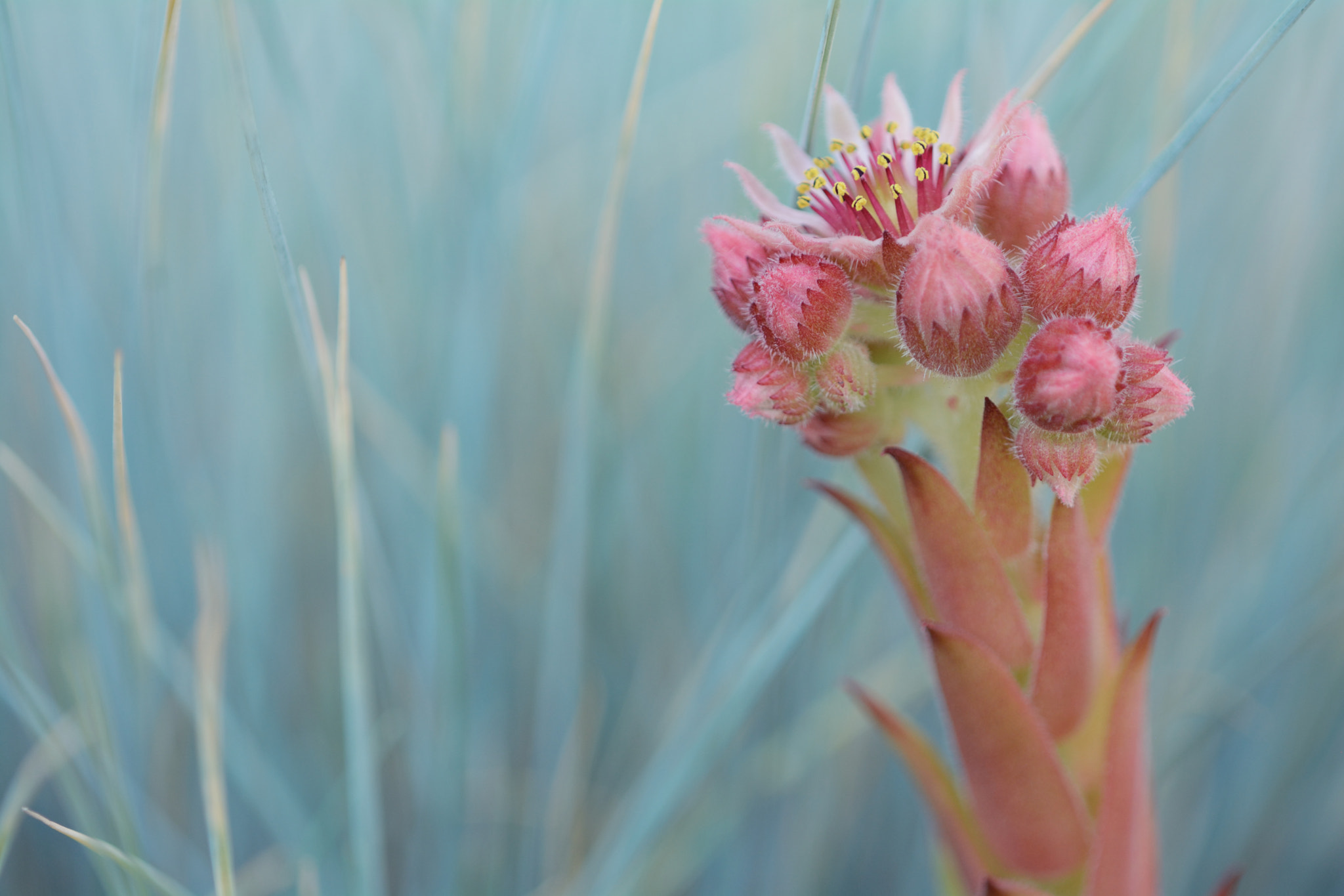 Nikon D7100 + Nikon AF Micro-Nikkor 200mm F4D ED-IF sample photo. Hen and chicks photography