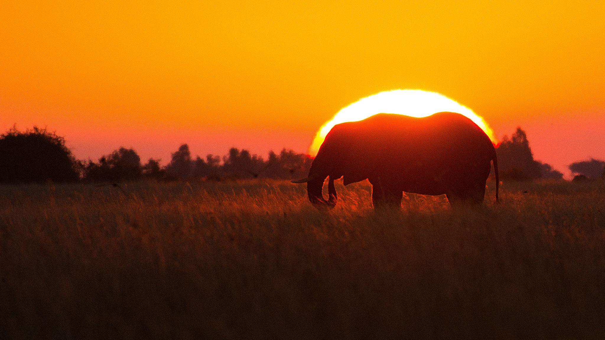 Nikon AF-S Nikkor 200-400mm F4G ED-IF VR sample photo. Sunset elephant photography