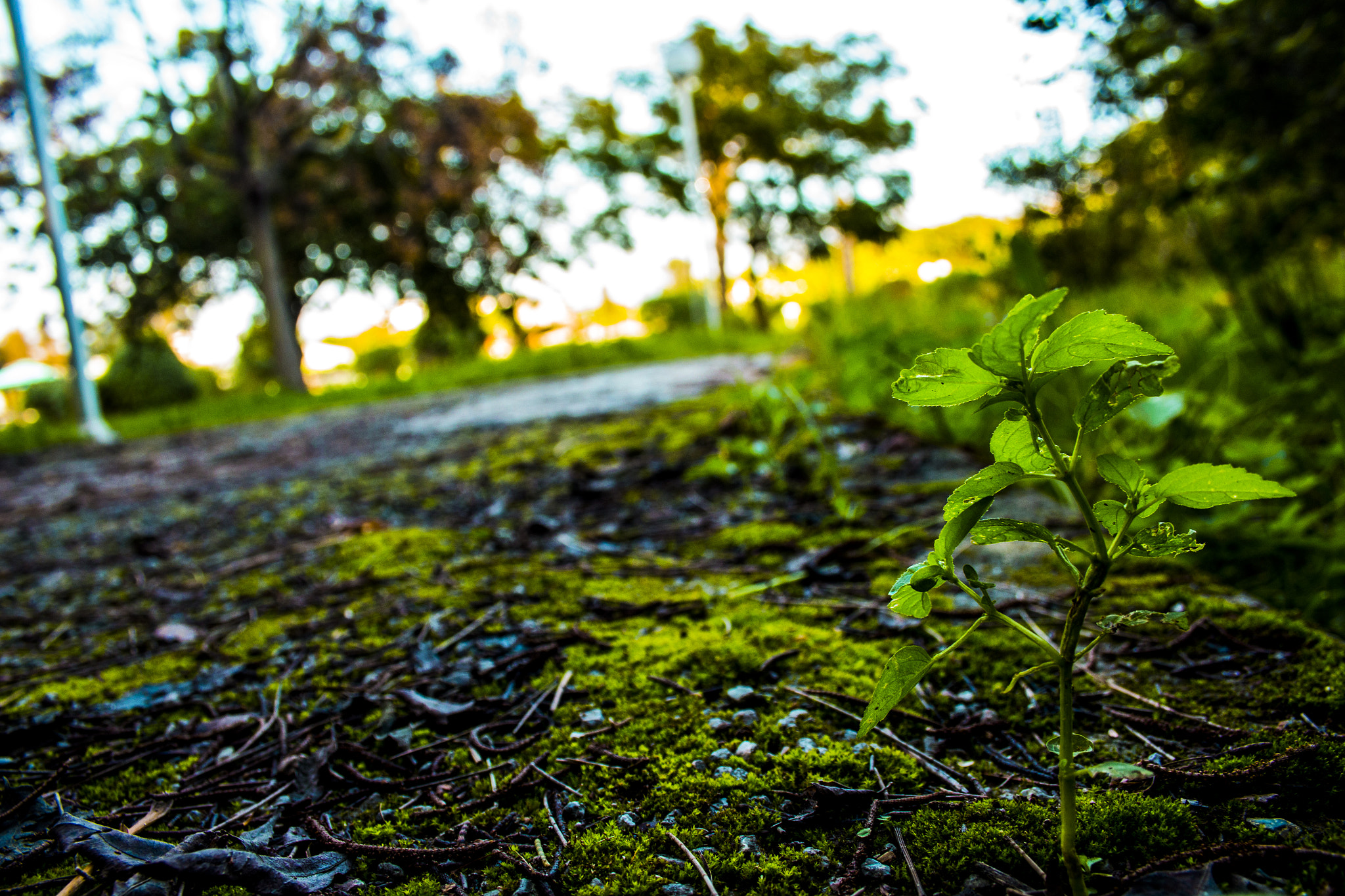 Canon EF-S 18-55mm F3.5-5.6 II sample photo. Life on the sidewalk photography