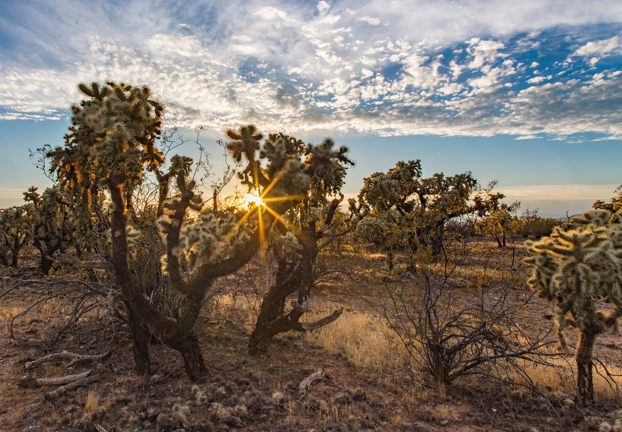 Sigma 17-35mm f/2.8-4 EX DG Aspherical HSM sample photo. Jumping cholla photography