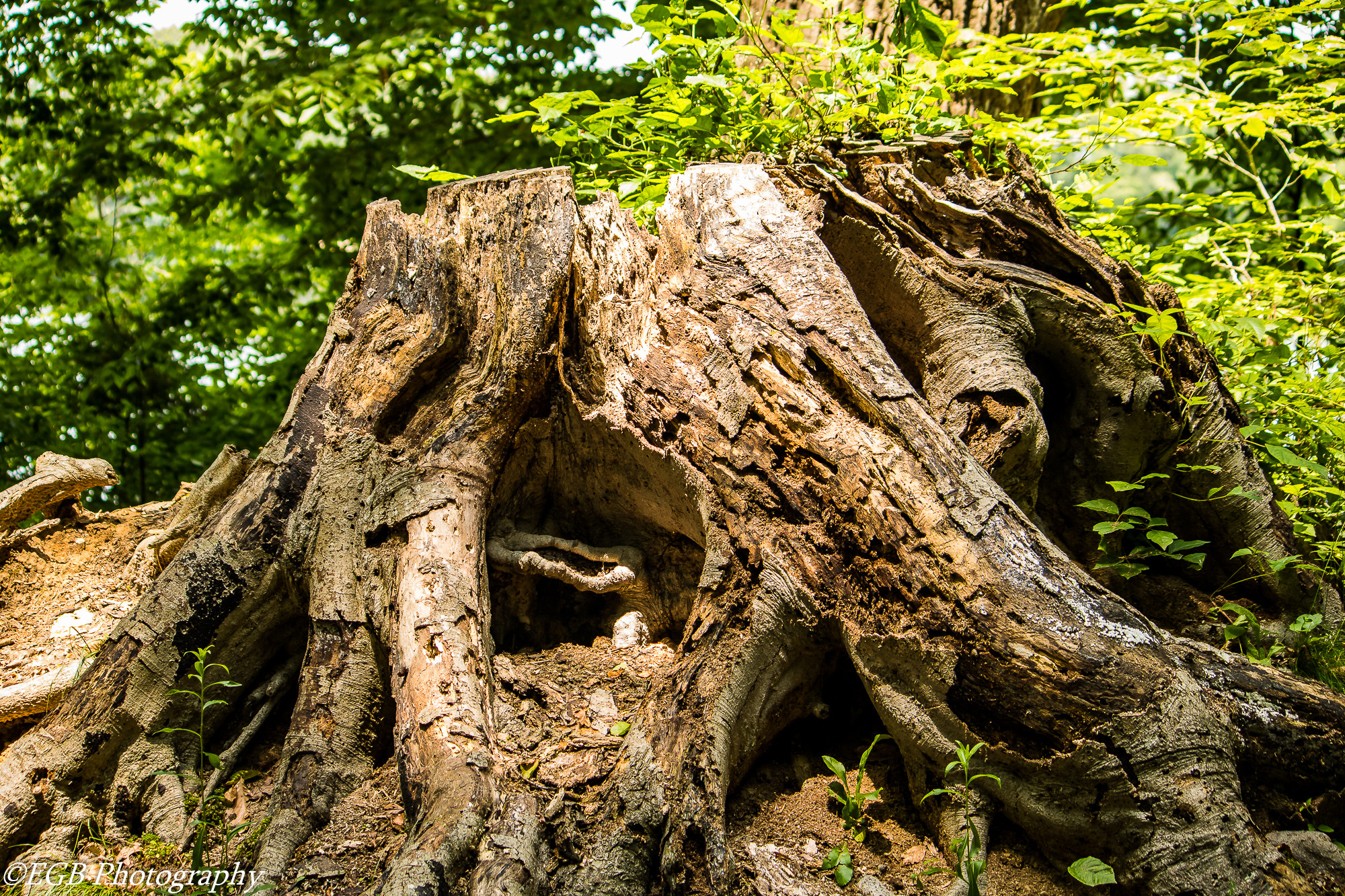Canon EF-S 55-250mm F4-5.6 IS sample photo. Big old tree stump photography