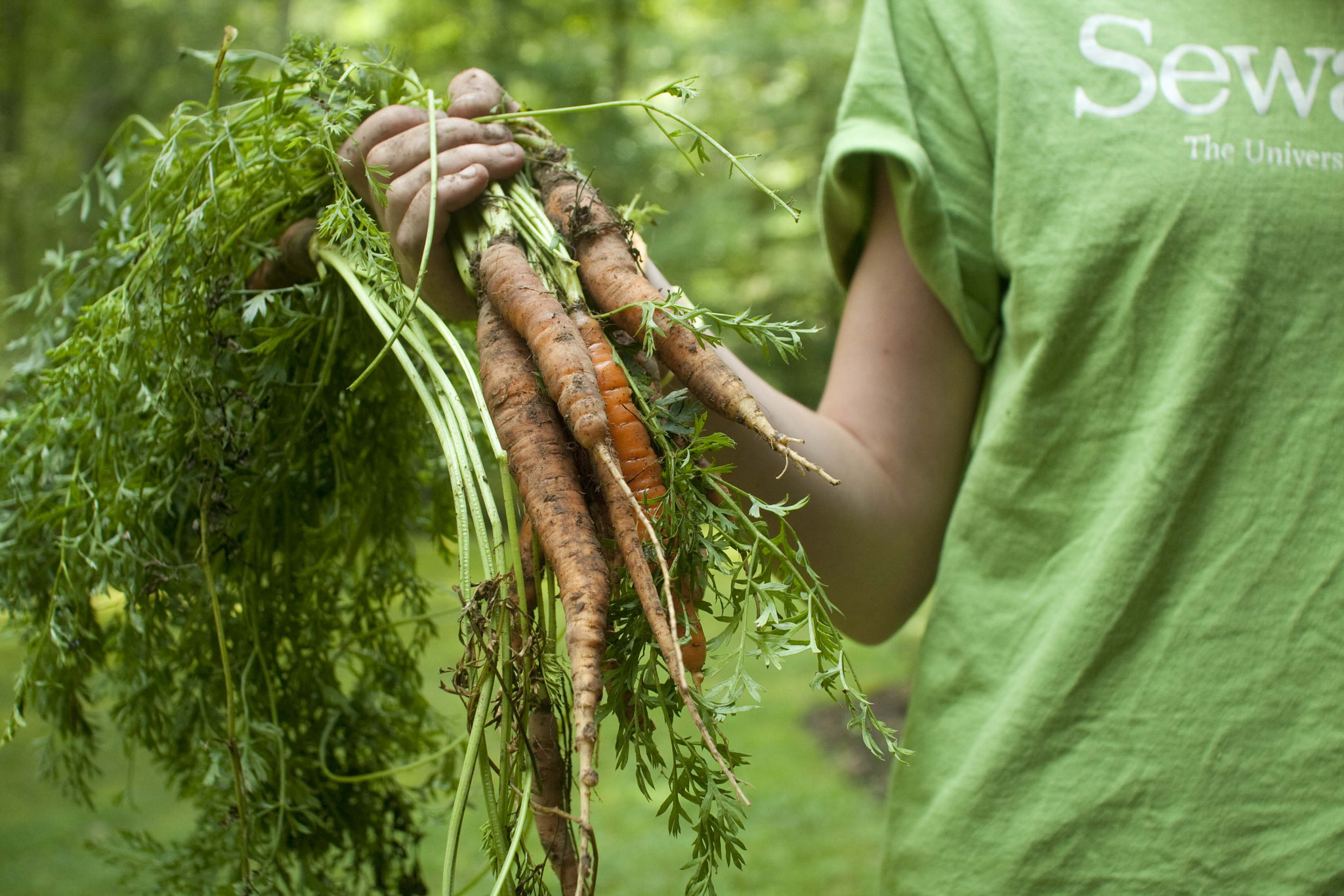 Canon EOS 40D + Sigma 30mm f/1.4 DC HSM sample photo. Garden carrots photography