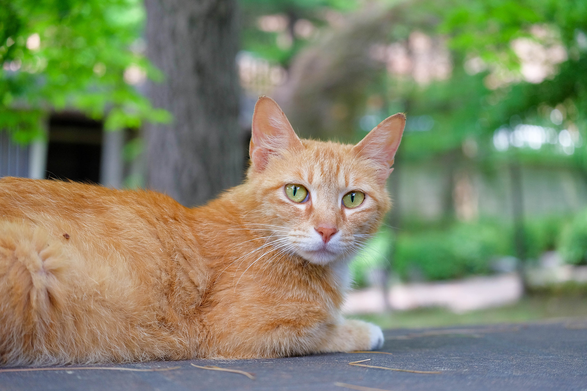 Fujifilm X-A2 + Fujifilm XC 50-230mm F4.5-6.7 OIS II sample photo. Waiting my friend photography